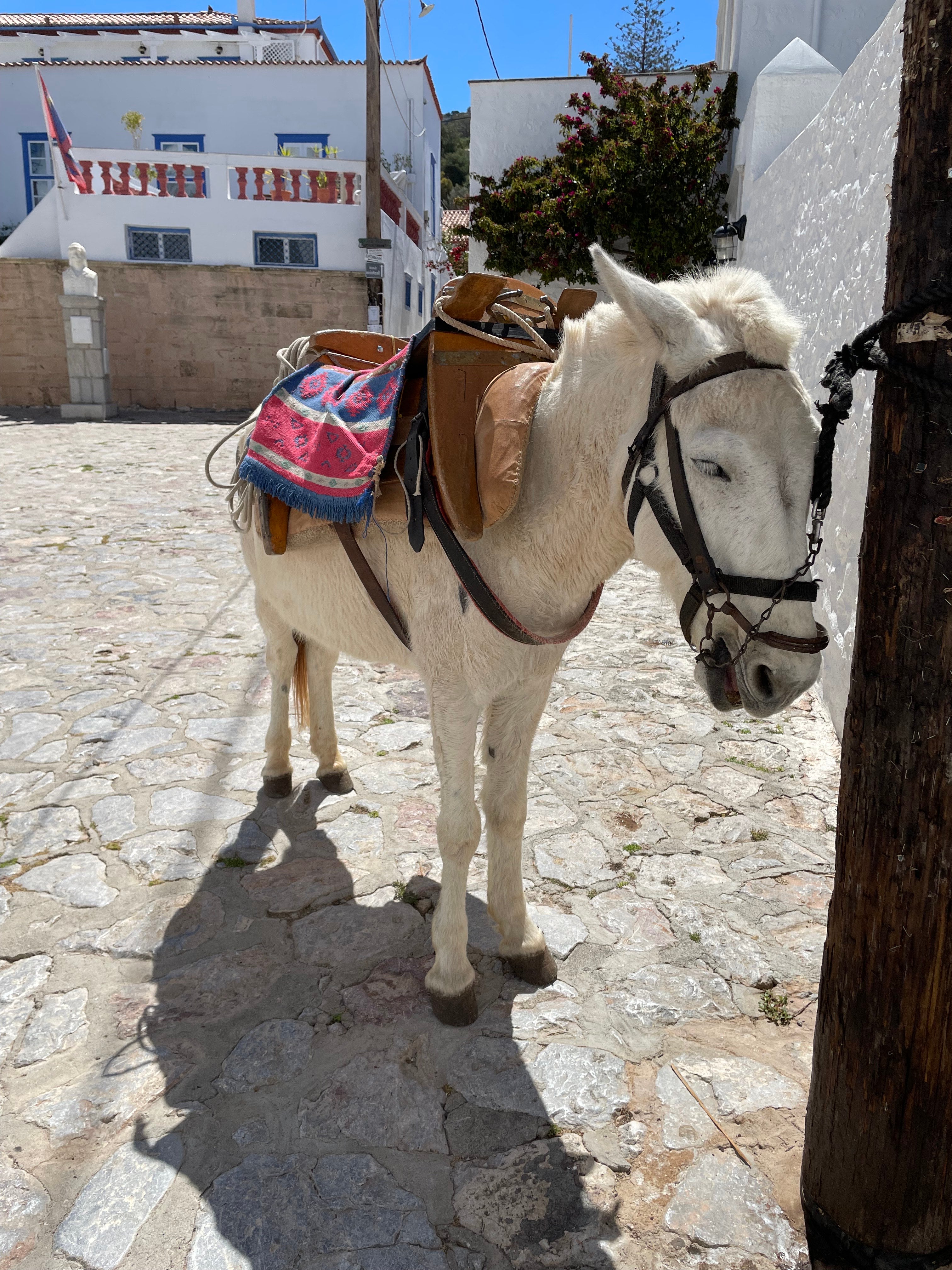Donkeys offer a mode of transportation on car-free Hydra in Greece