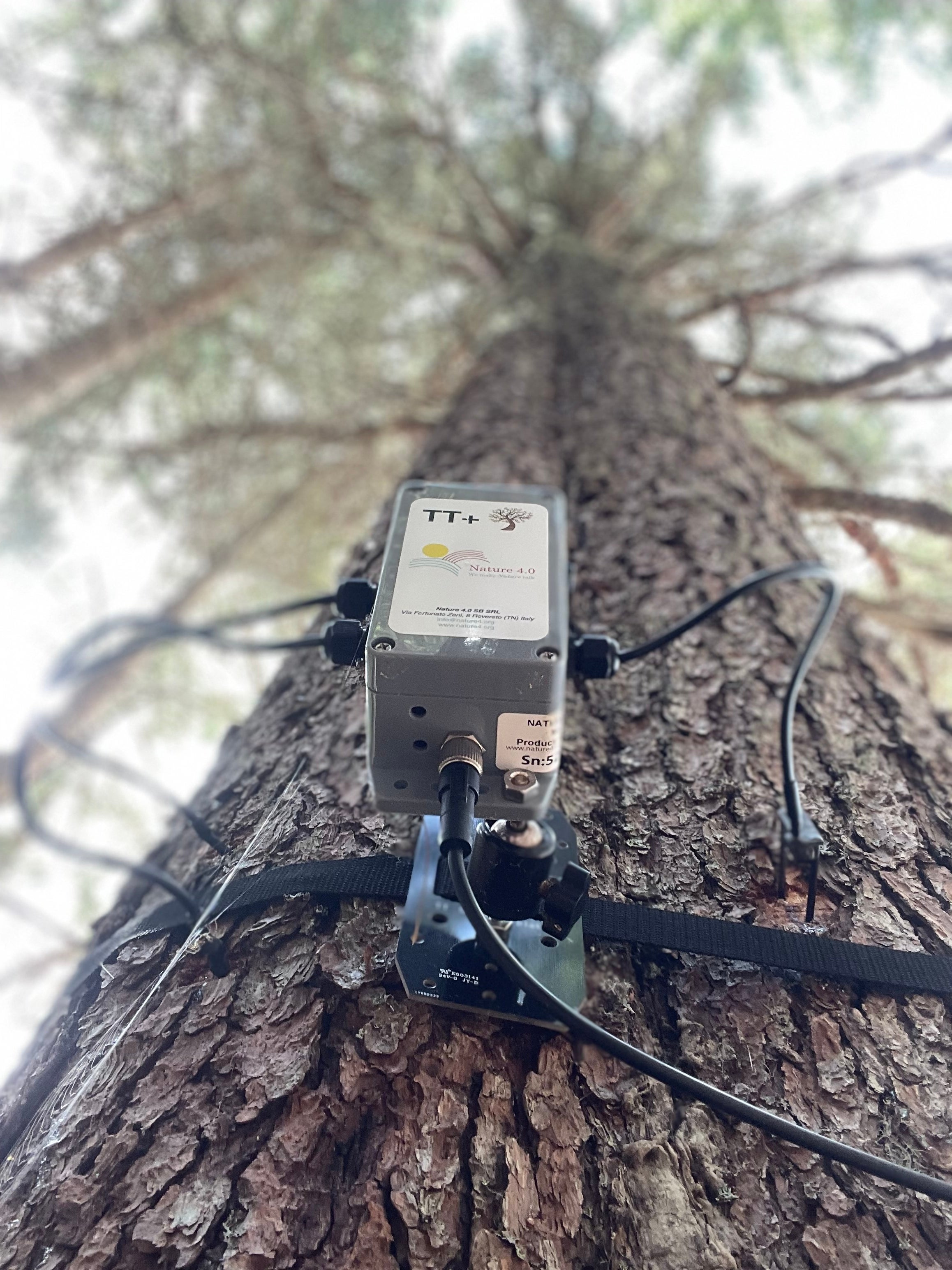 The researchers attached sensors to spruce trees. Both healthy trees and stumps were included