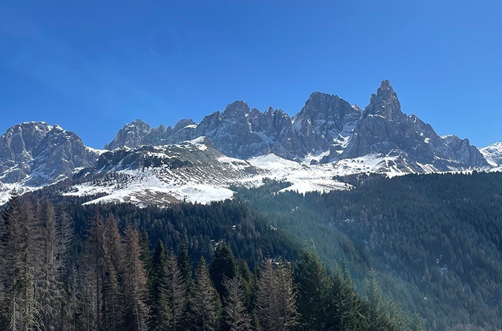 The trees communicate with each other during a solar eclipse. Researchers say they tracked the reaction in the forest of Italy