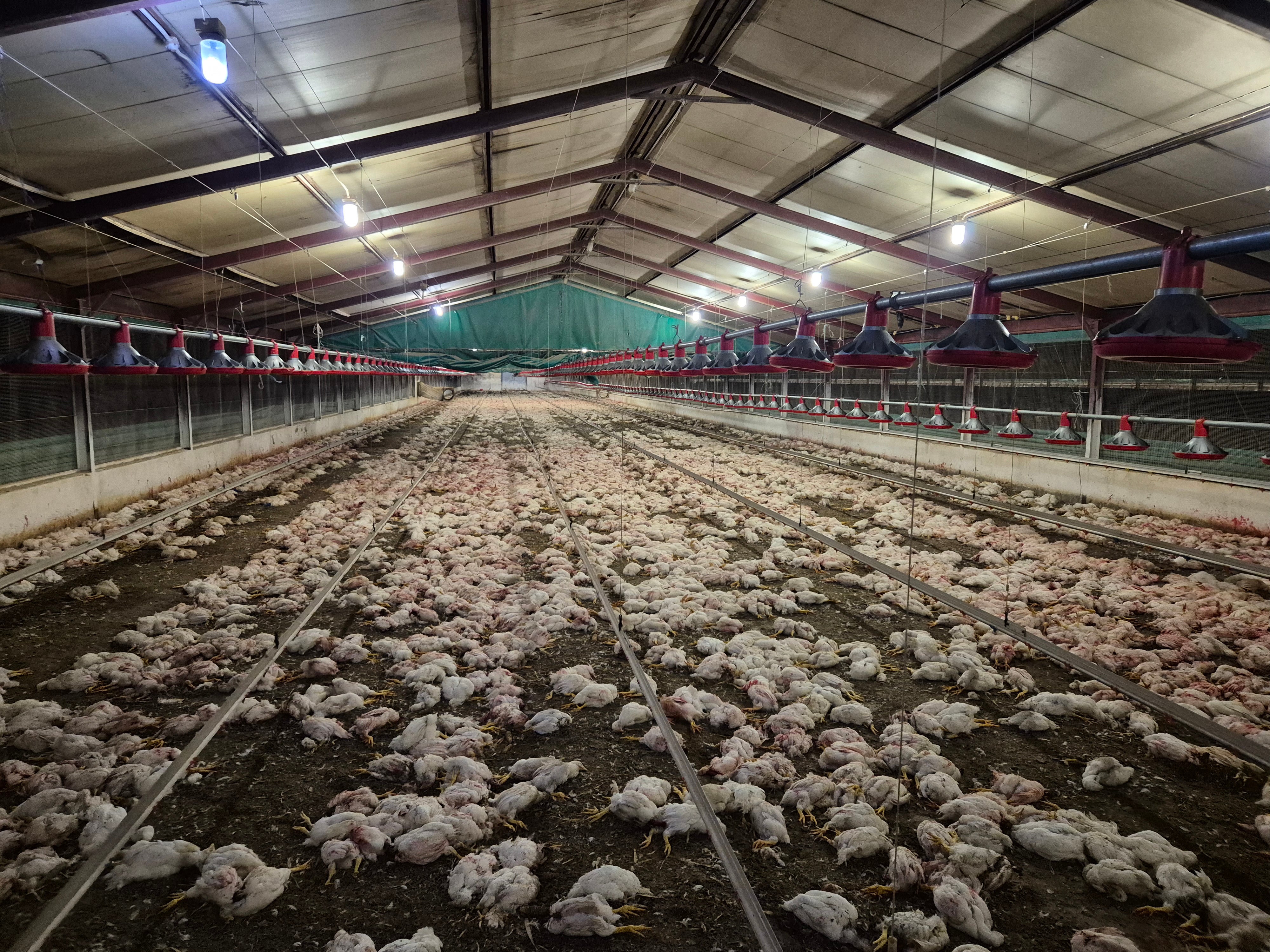 South Africa-Chickens Euthanized