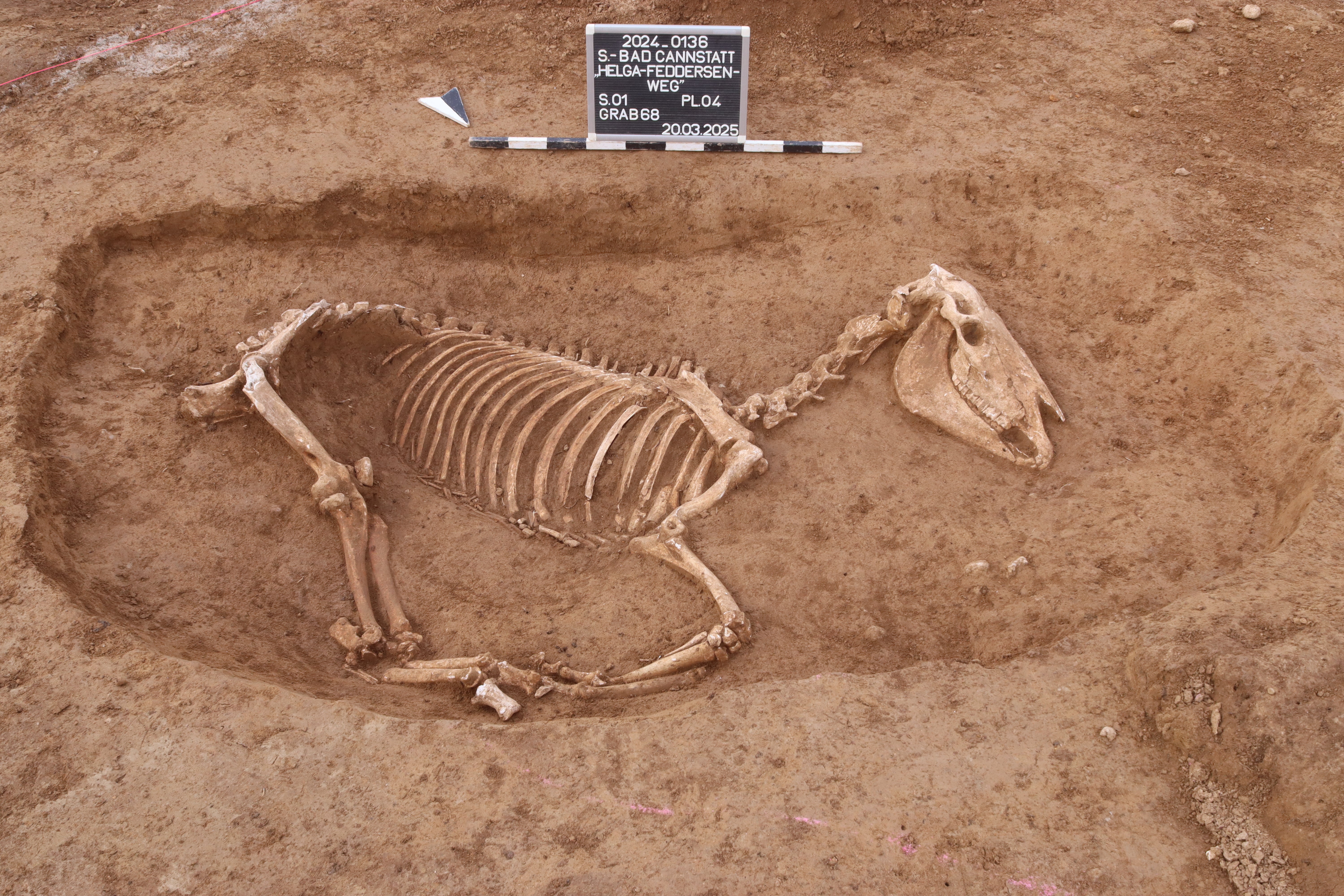 Horse skeleton unearthed at Roman-era cemetery in Stuttgart