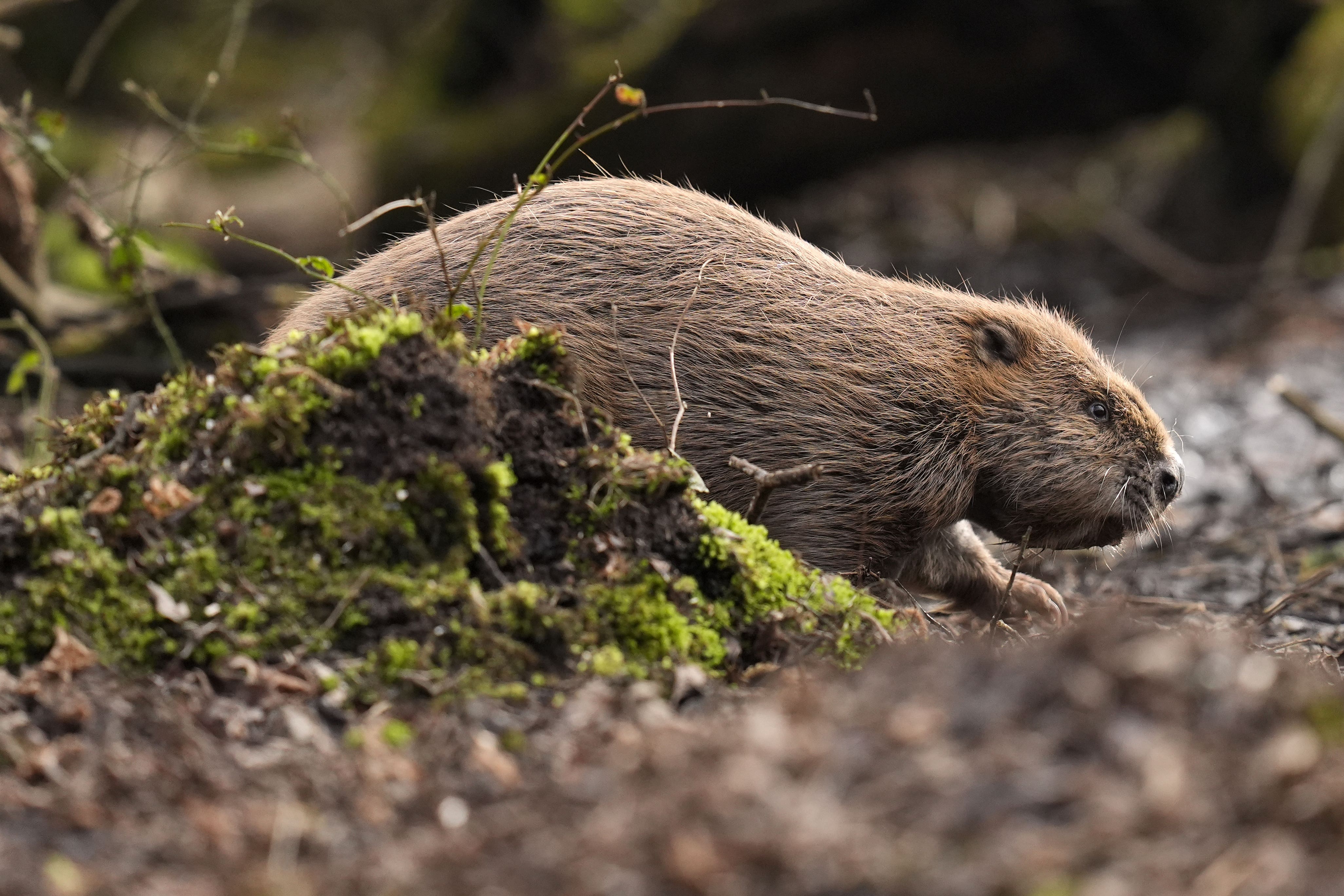 Reintroducing beavers, elks and bison can make a vital contribution, rewilding experts say