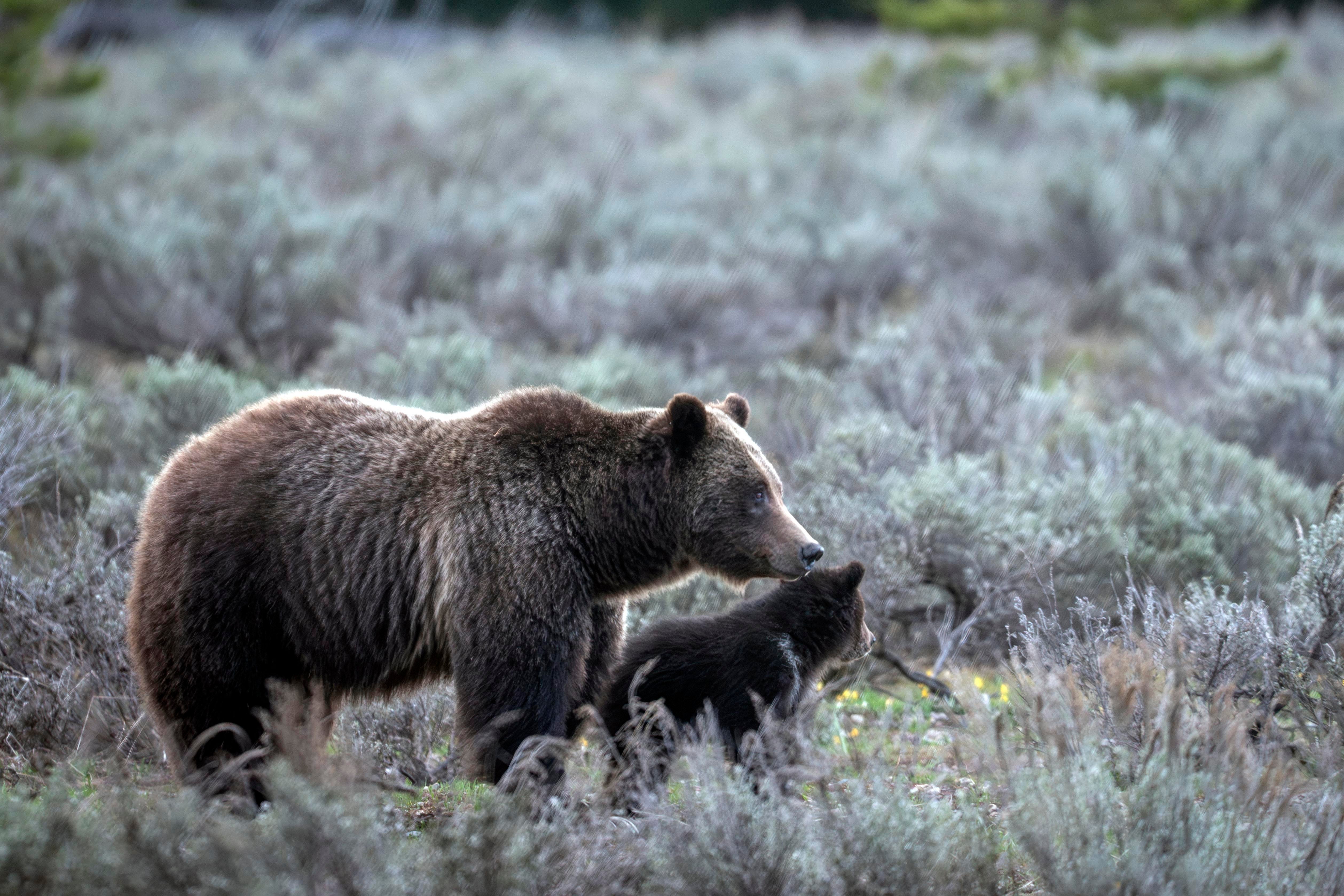 Famous Grizzly Offspring Killed