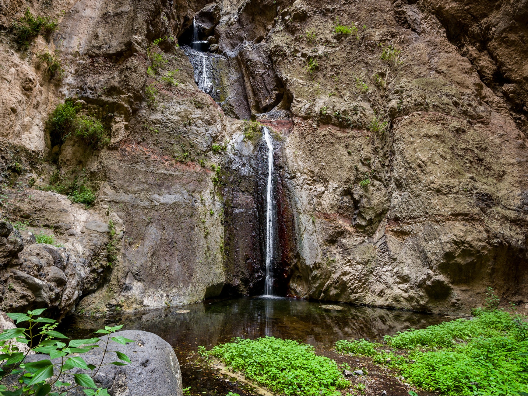 Hawthorn and dragon trees, and wild jasmine are among the variety of vegetation found in Barranco del Infierno