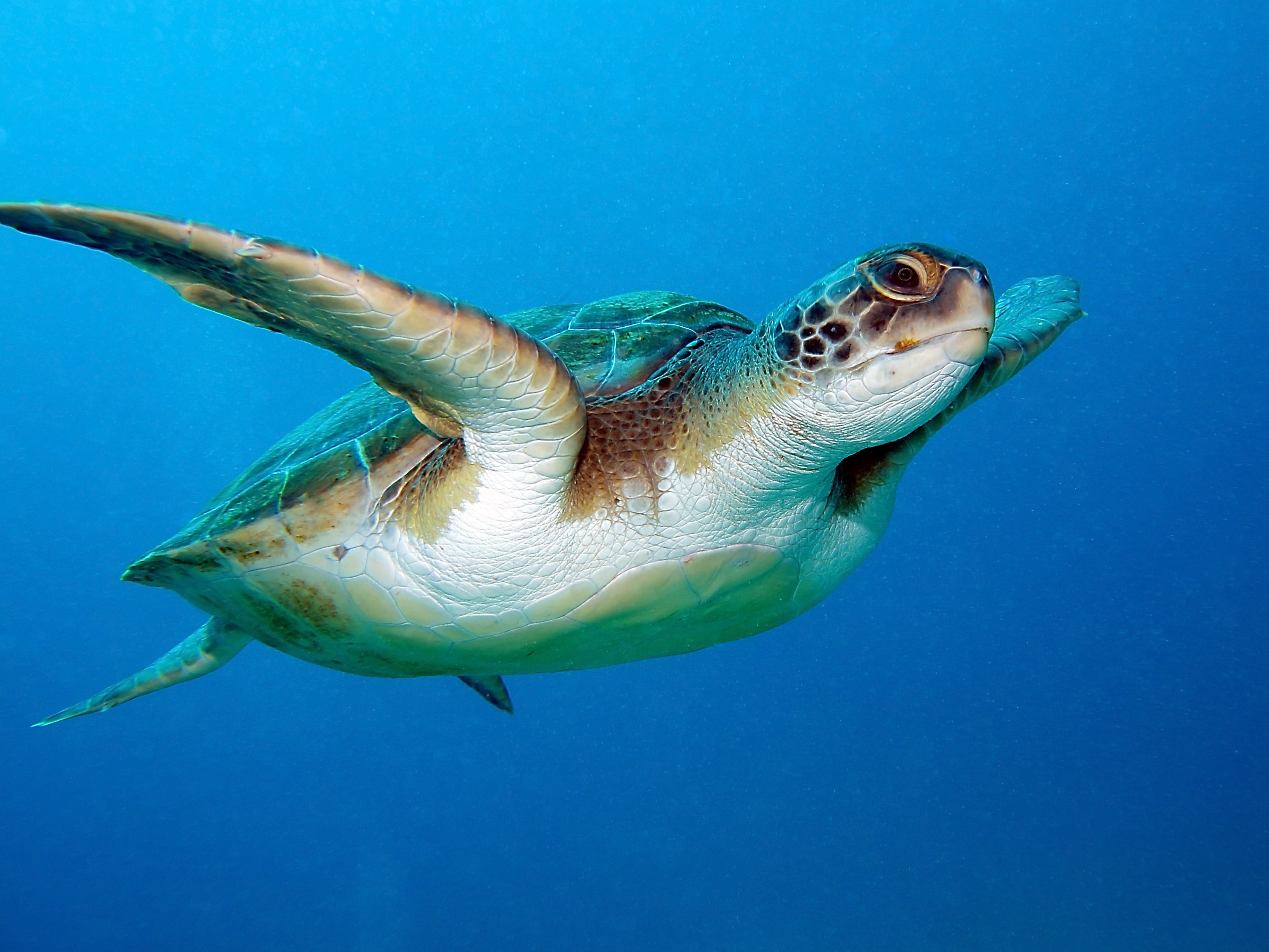 Don a wetsuit to discover the Tenerife’s underwater life