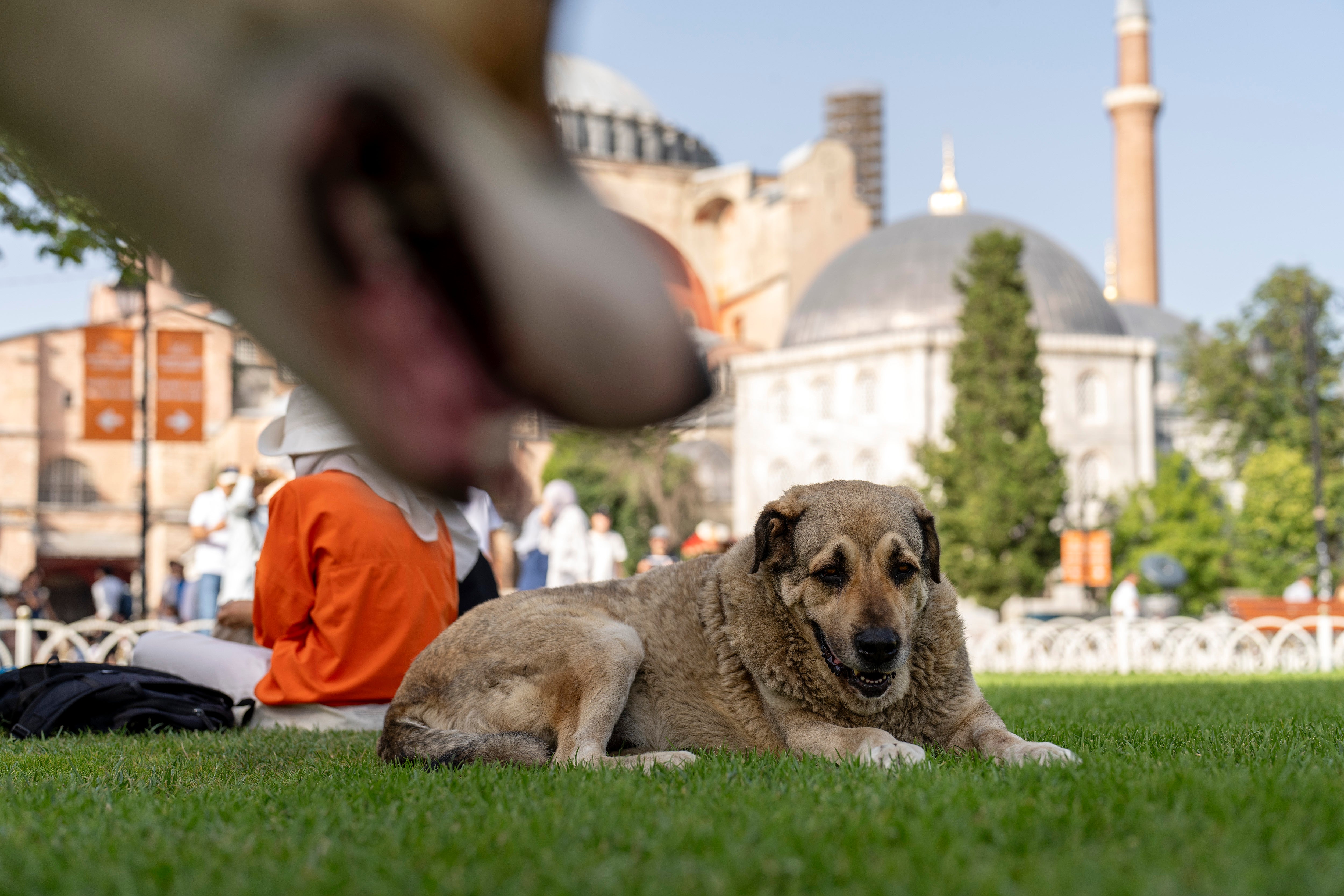 A stray dog rests outside Byzantine-era Hagia Sophia mosque in Istanbul