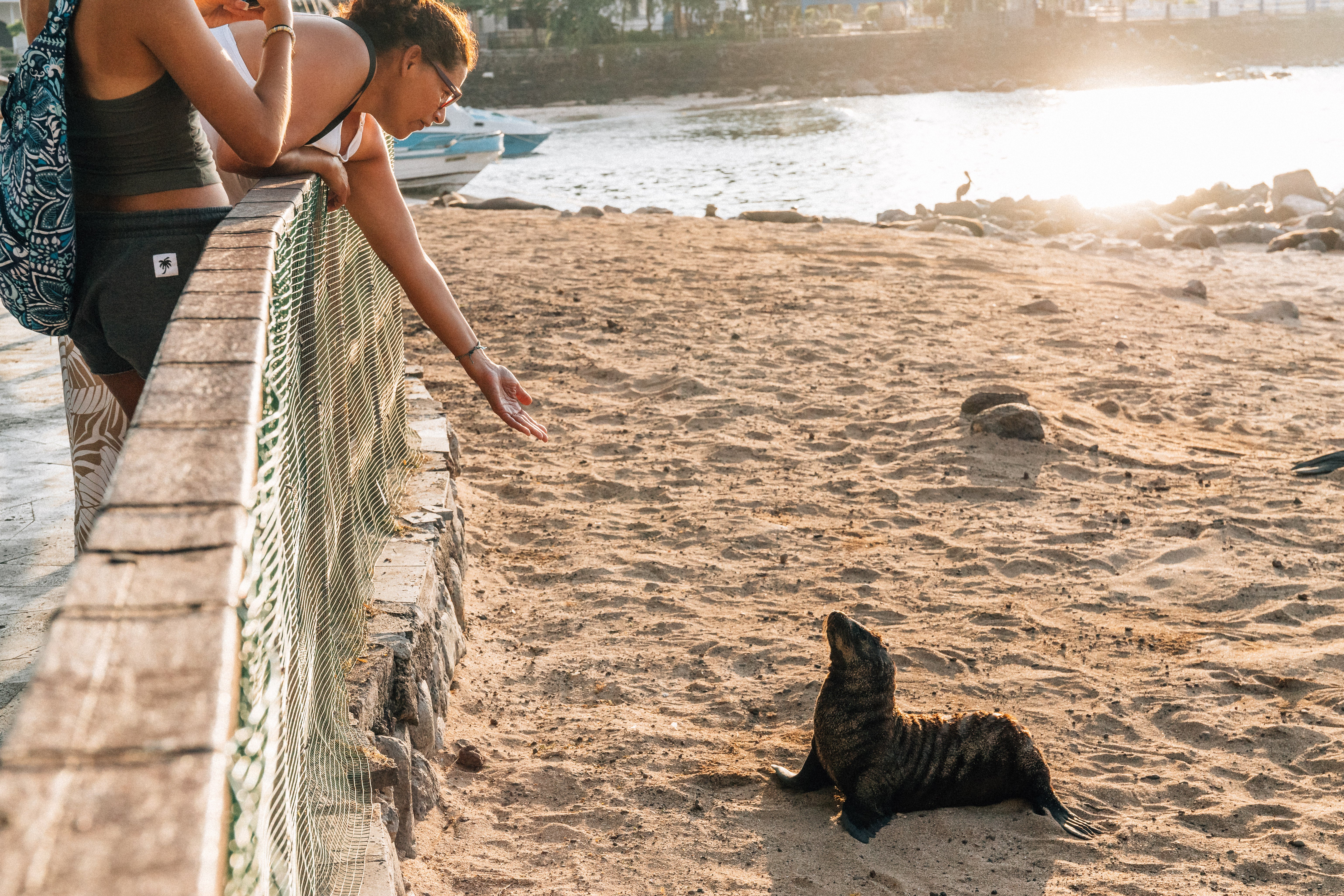 <p>Tourists reach out to a Galapagos sea lion</p>