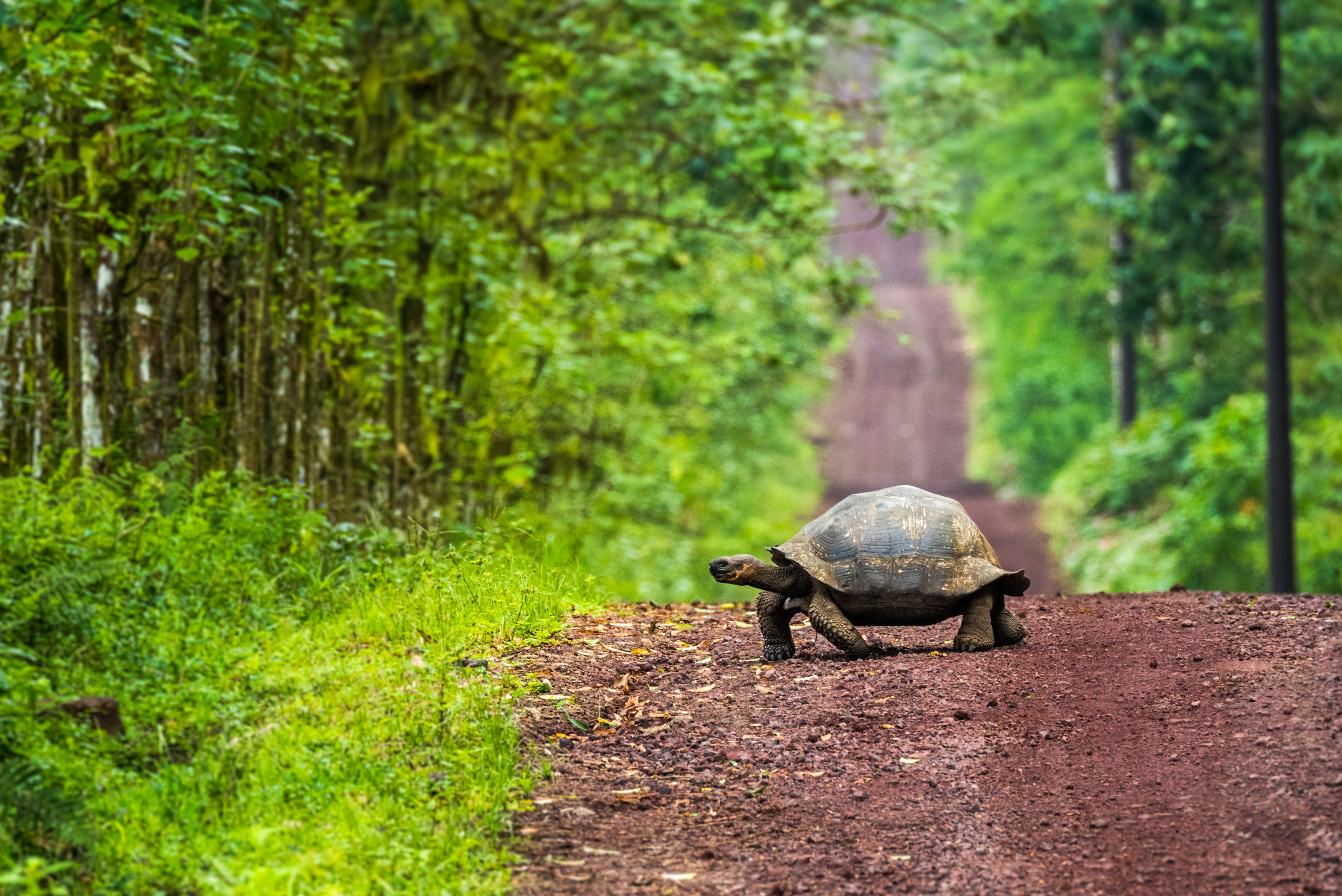 A Galapagos giant tortoise crosses the road in Santa Cruz