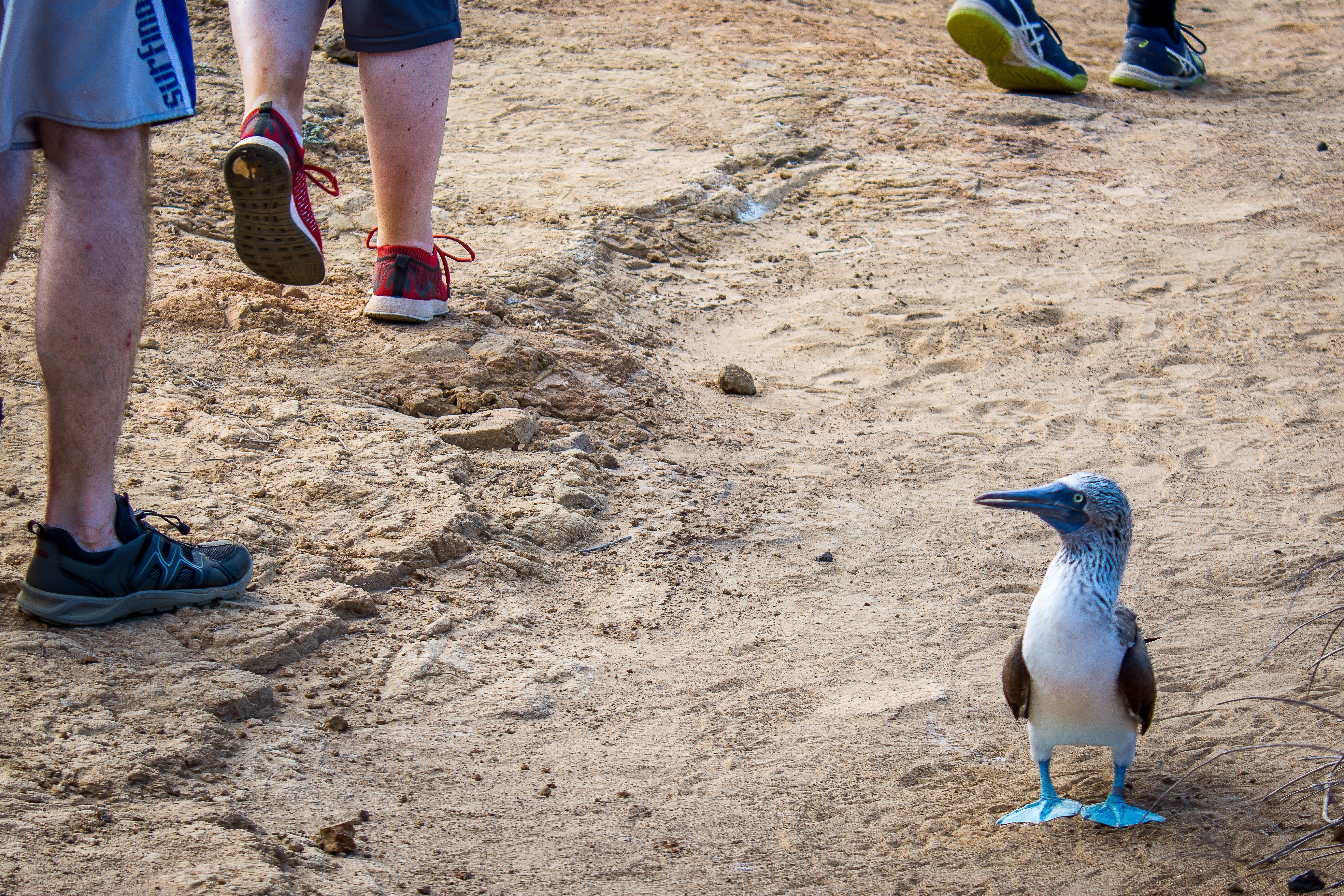 A blue-footed booby looks on as tourists walk by
