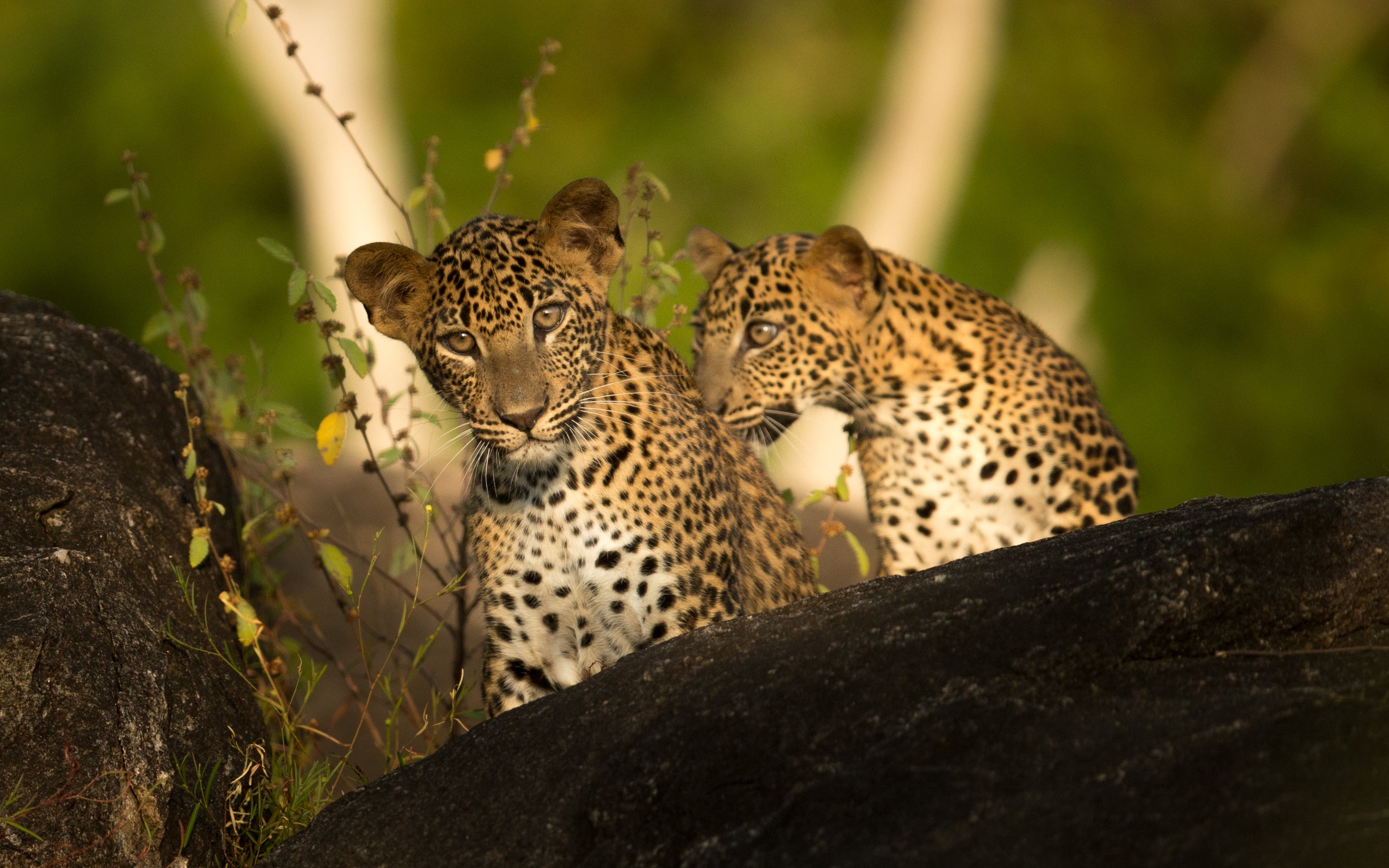 When done responsibly, wildlife tourism can benefit both animals and local communities