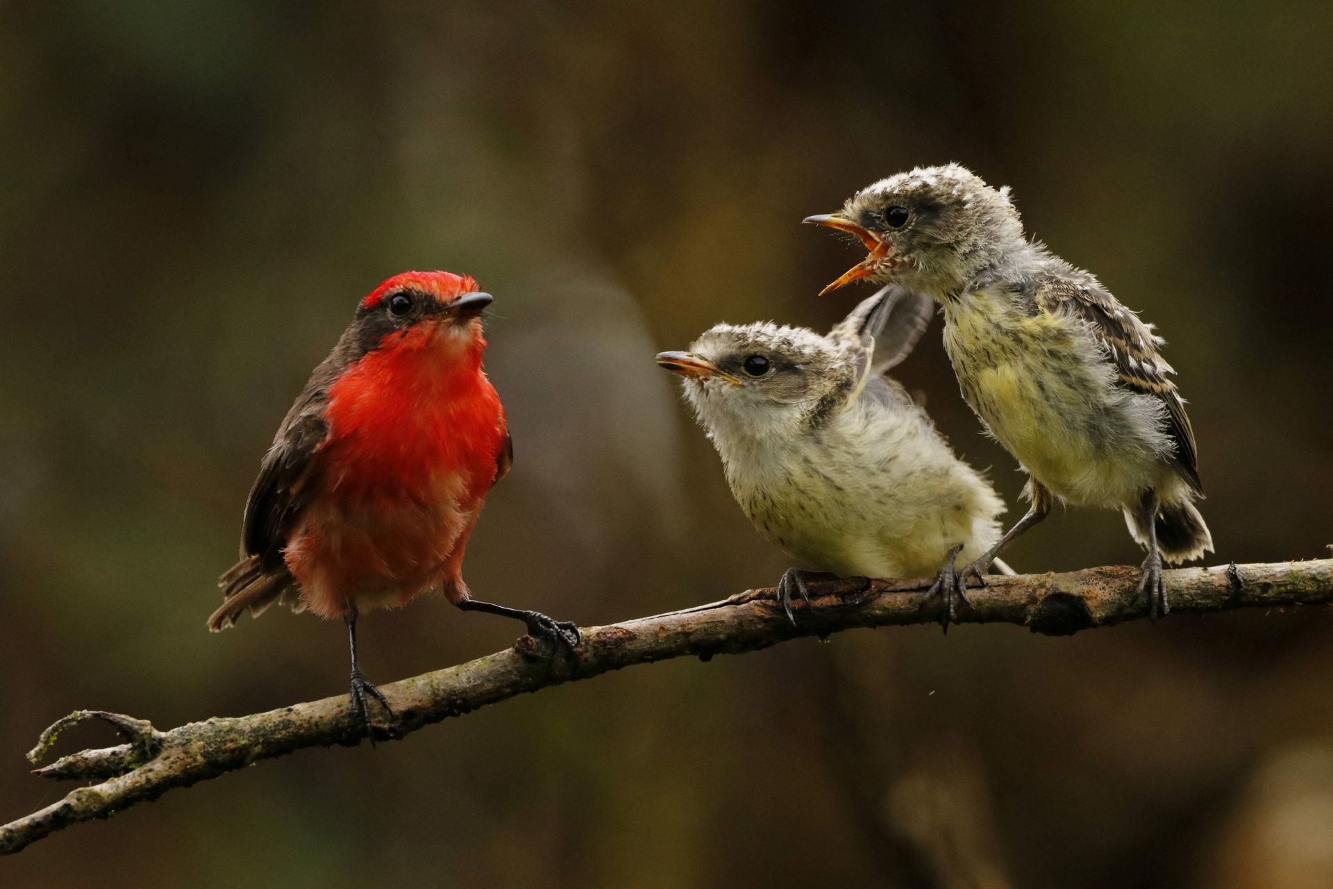 A little vermilion flycatcher, also known as Darwin's flycatcher, is endemic to the Galapagos
