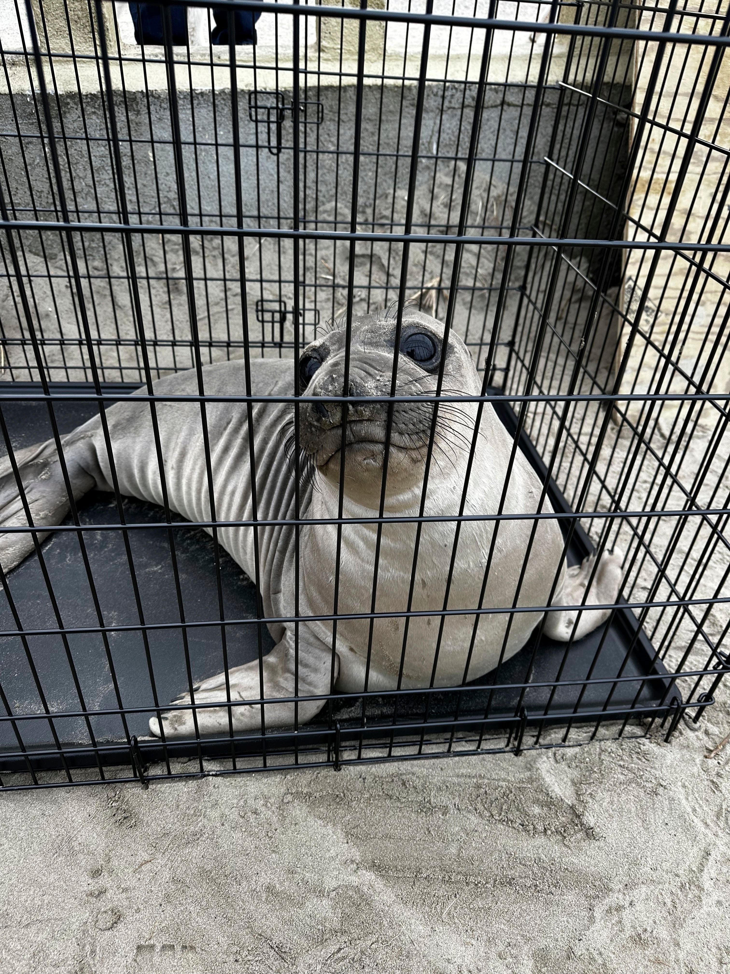 The baby seal that was stabbed on an Oregon beach in March