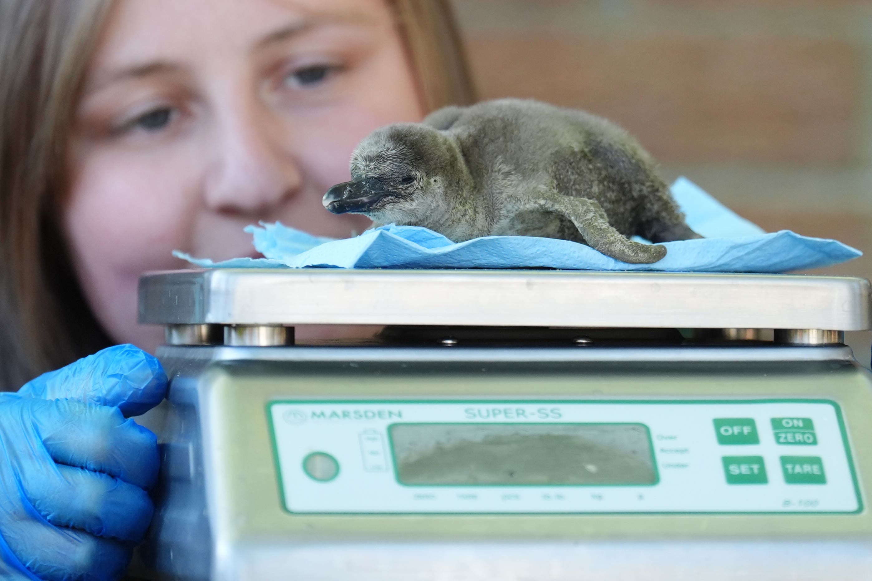 One of two newly hatched Humboldt penguin chicks is weighed by keeper Rebecca Reid at Blair Drummond Safari Park, Stirling (Andrew Milligan/PA)