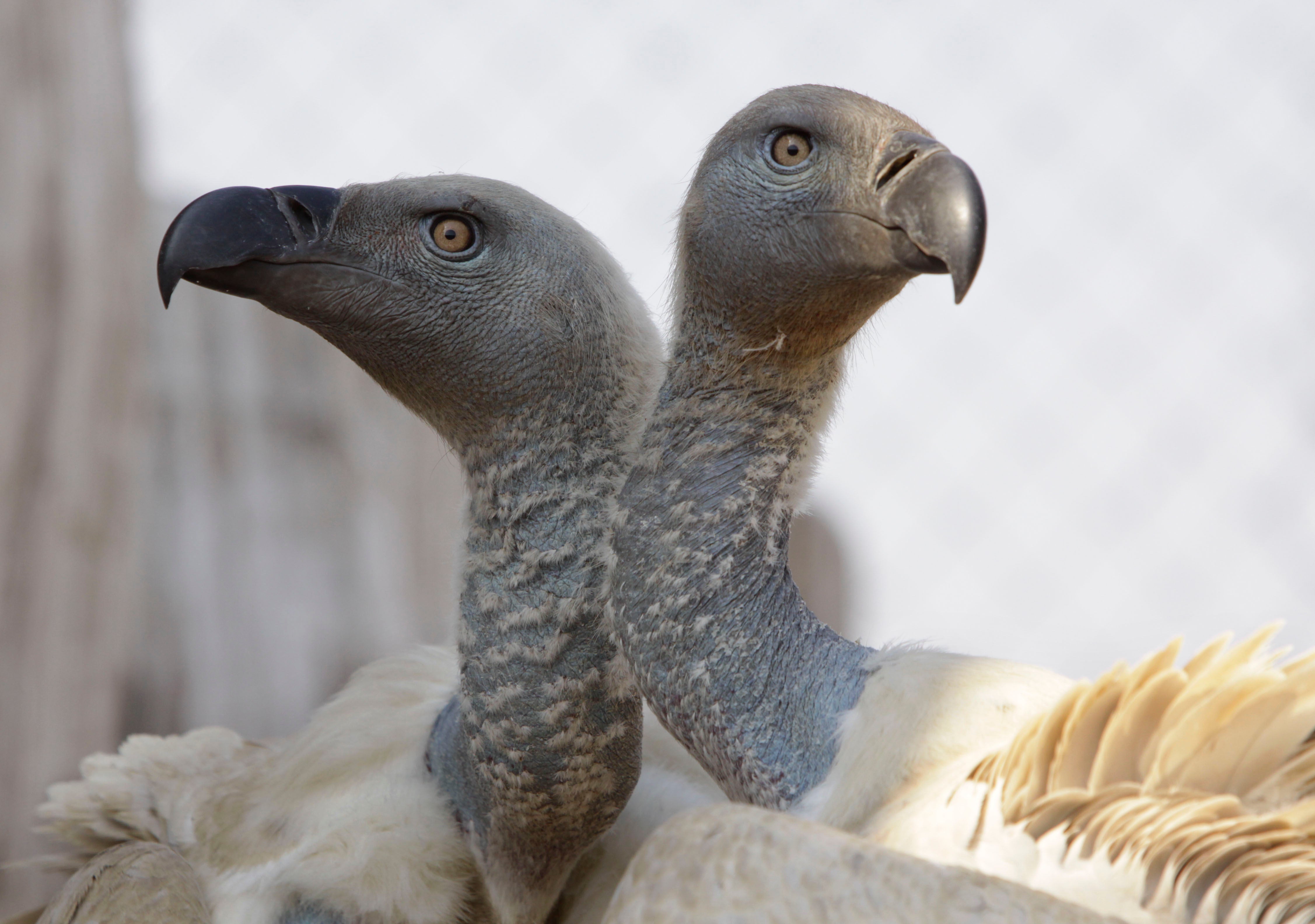 South Africa-Vultures Poisoned