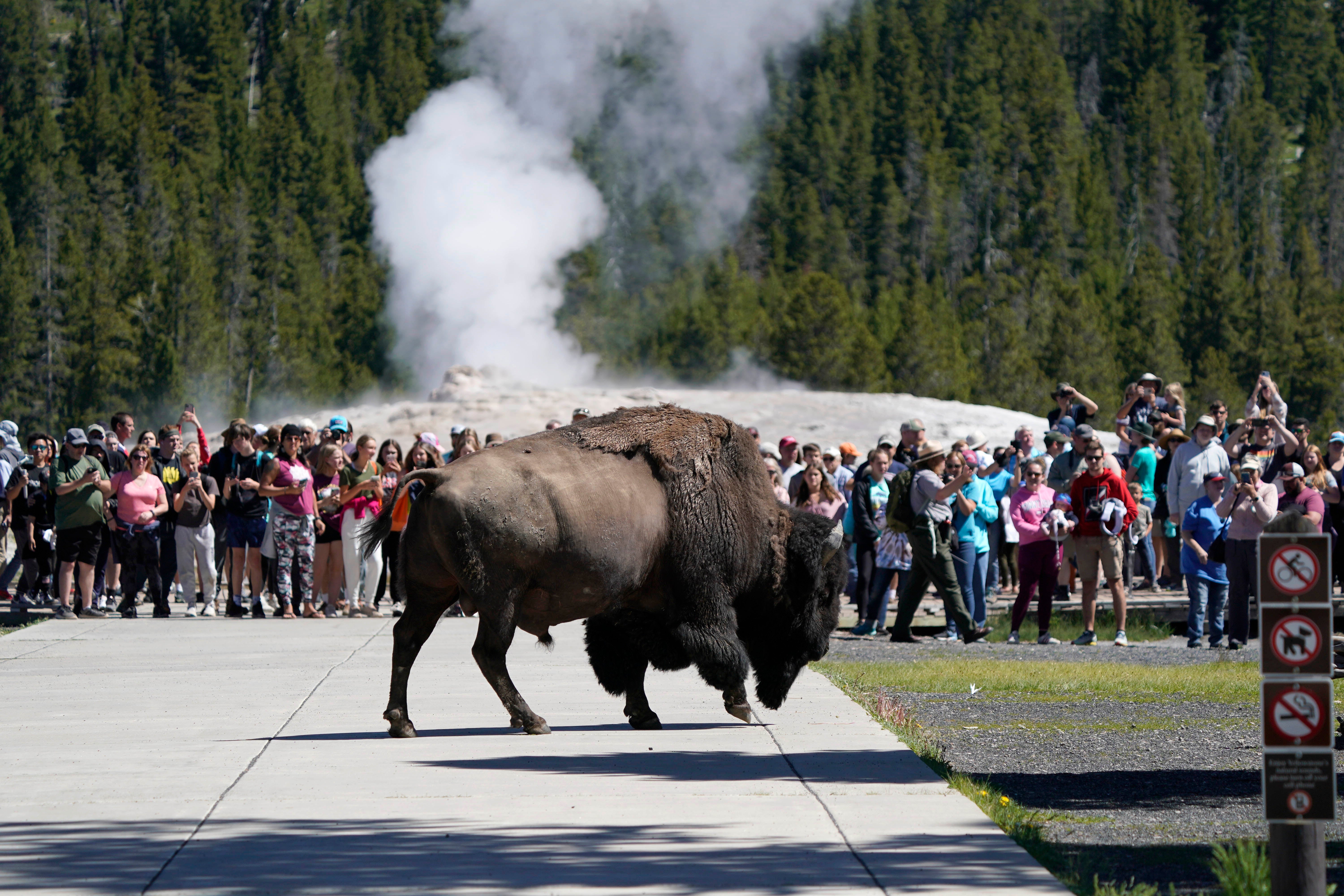 Tourist gored by bison in Yellowstone after group ‘approached it too closely’