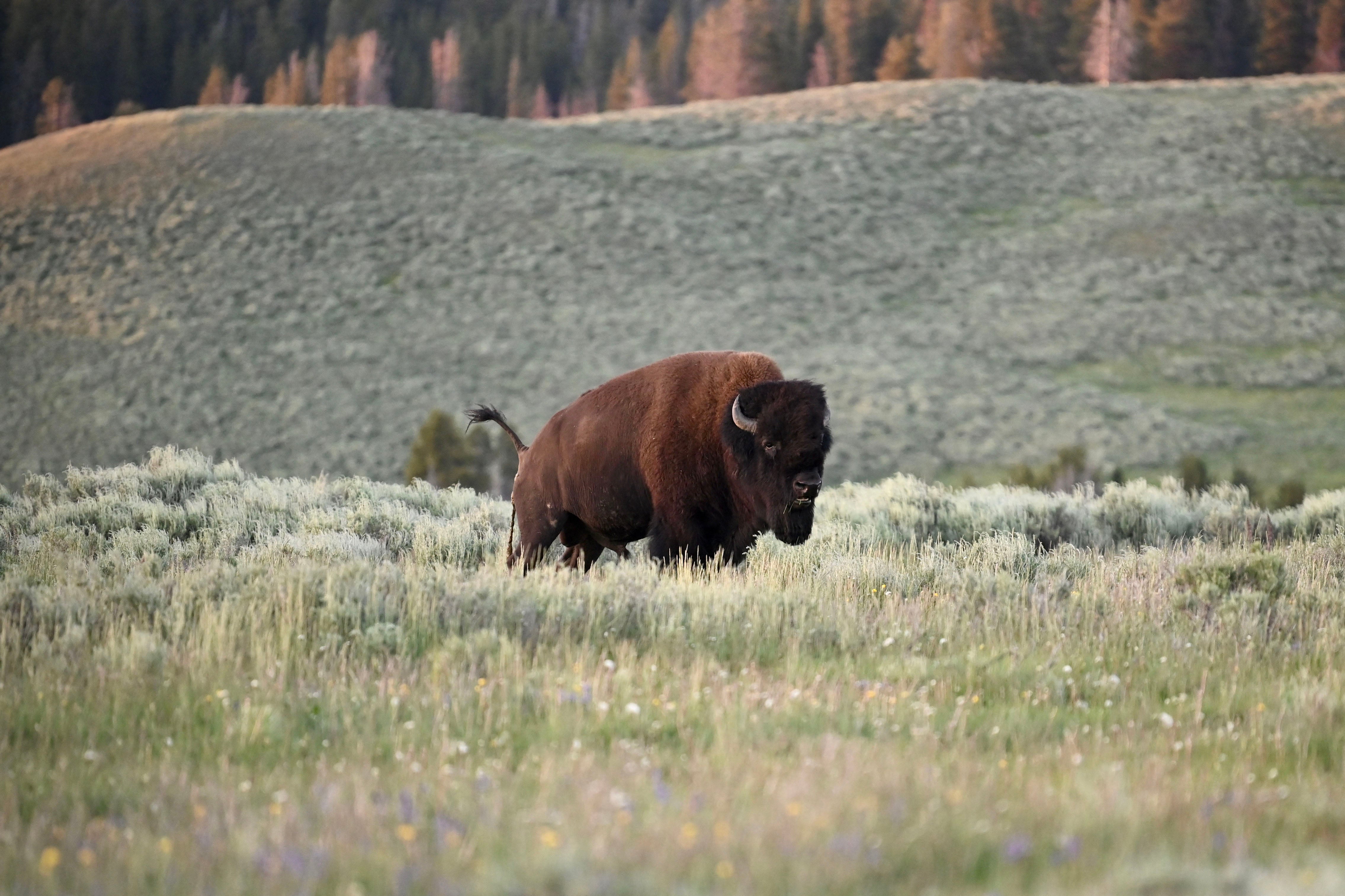 Yellowstone park officials say the 47-year-old Florida man came too close to the bison on Sunday, prompting the animal to charge.