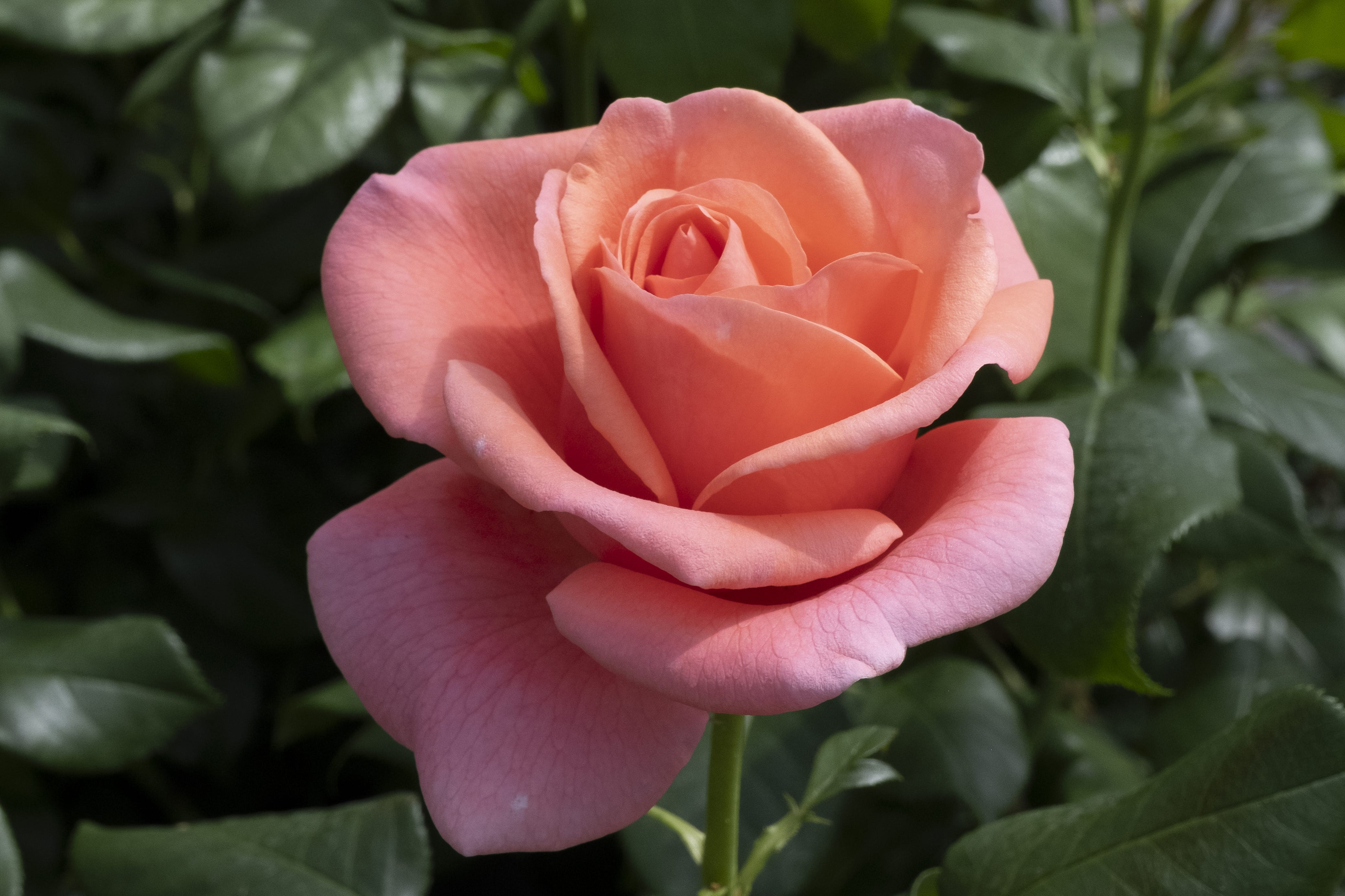 Catherine’s Rose has been named to raise awareness of the role that spending time outdoors plays in supporting people’s mental, physical and spiritual wellbeing