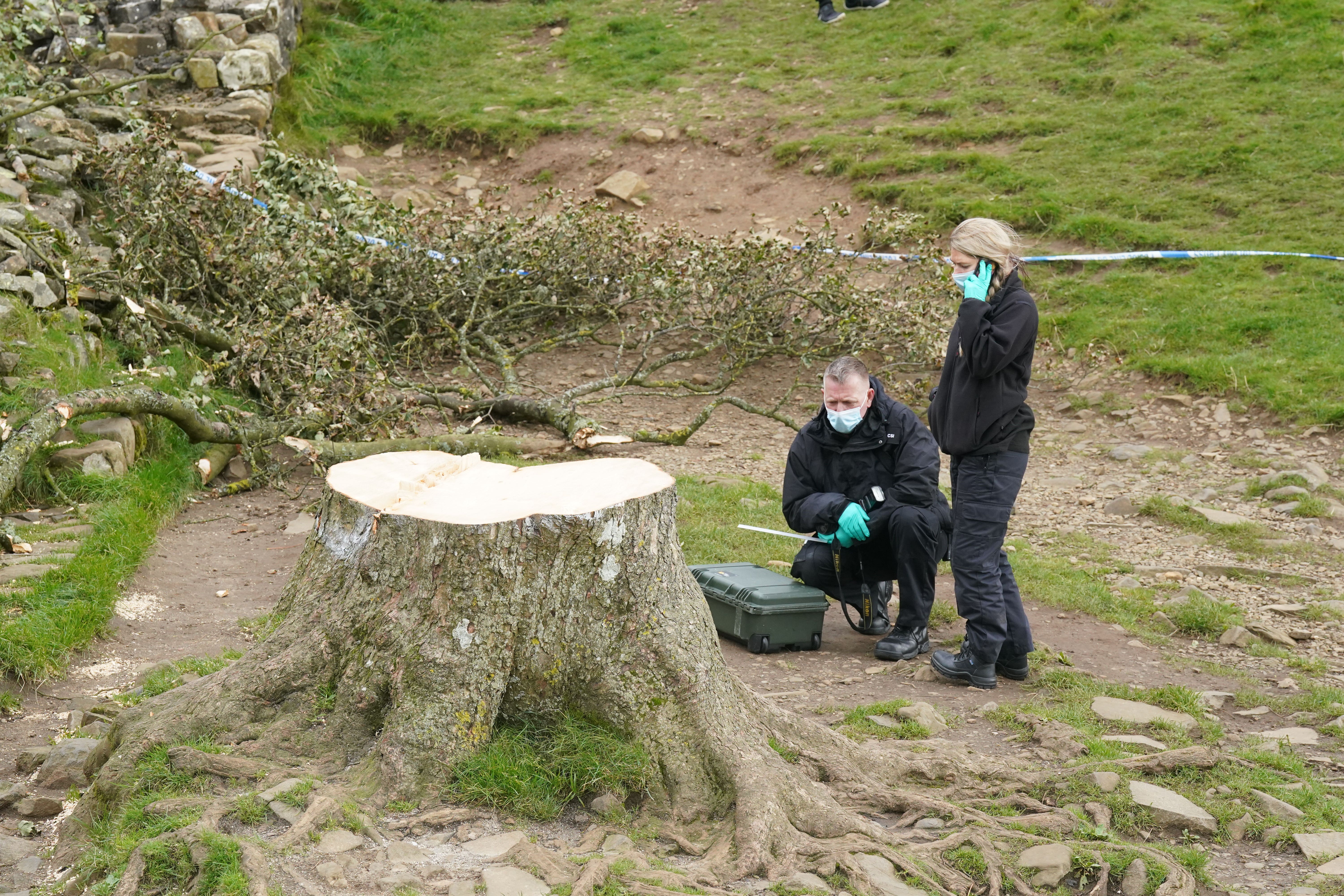 Forensic investigators from Northumbria Police examine the felled Sycamore Gap tree, on Hadrian’s Wall in Northumberland (Owen Humphreys/PA)