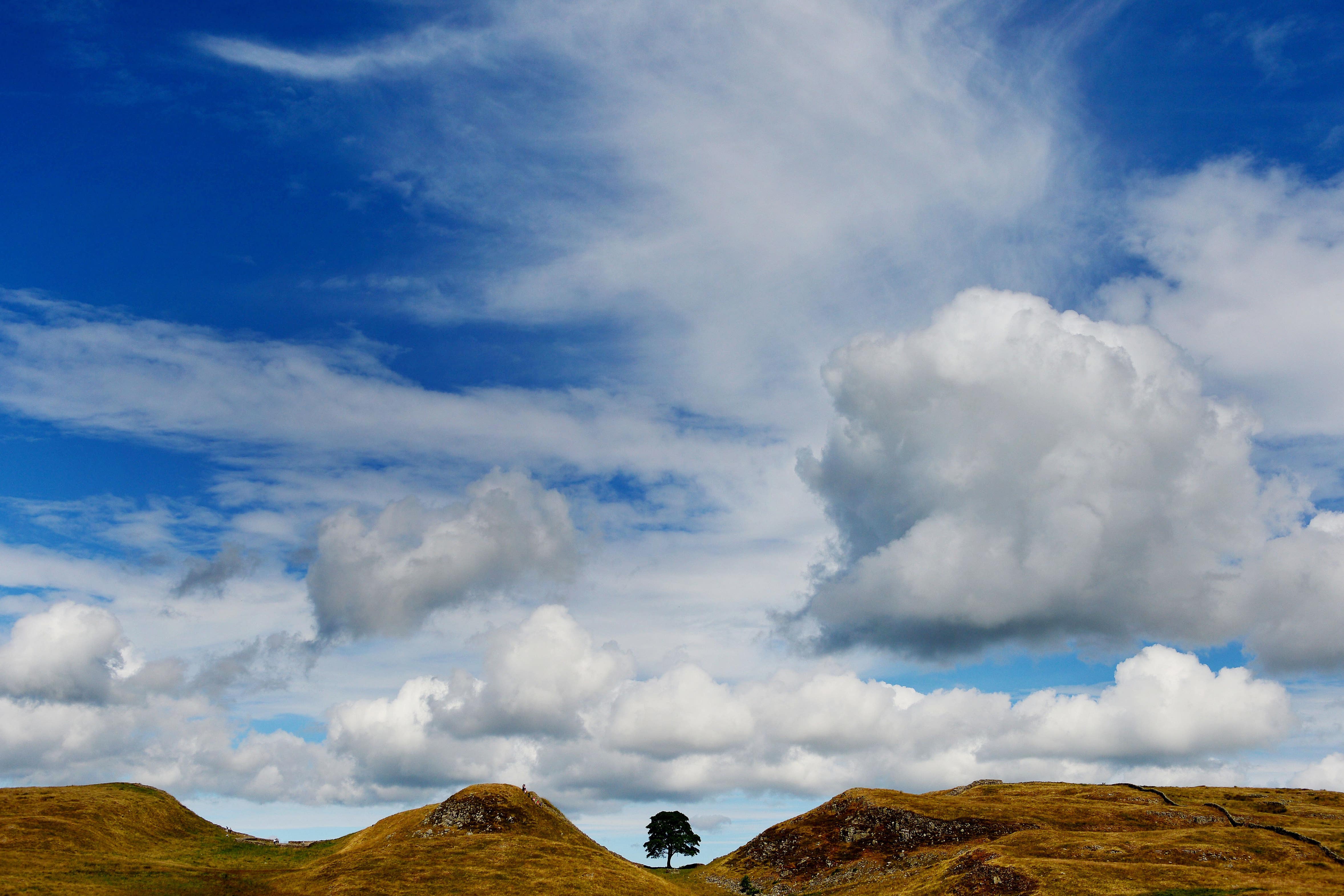 The tree at Sycamore Gap was beloved by many and a symbol of Northumberland