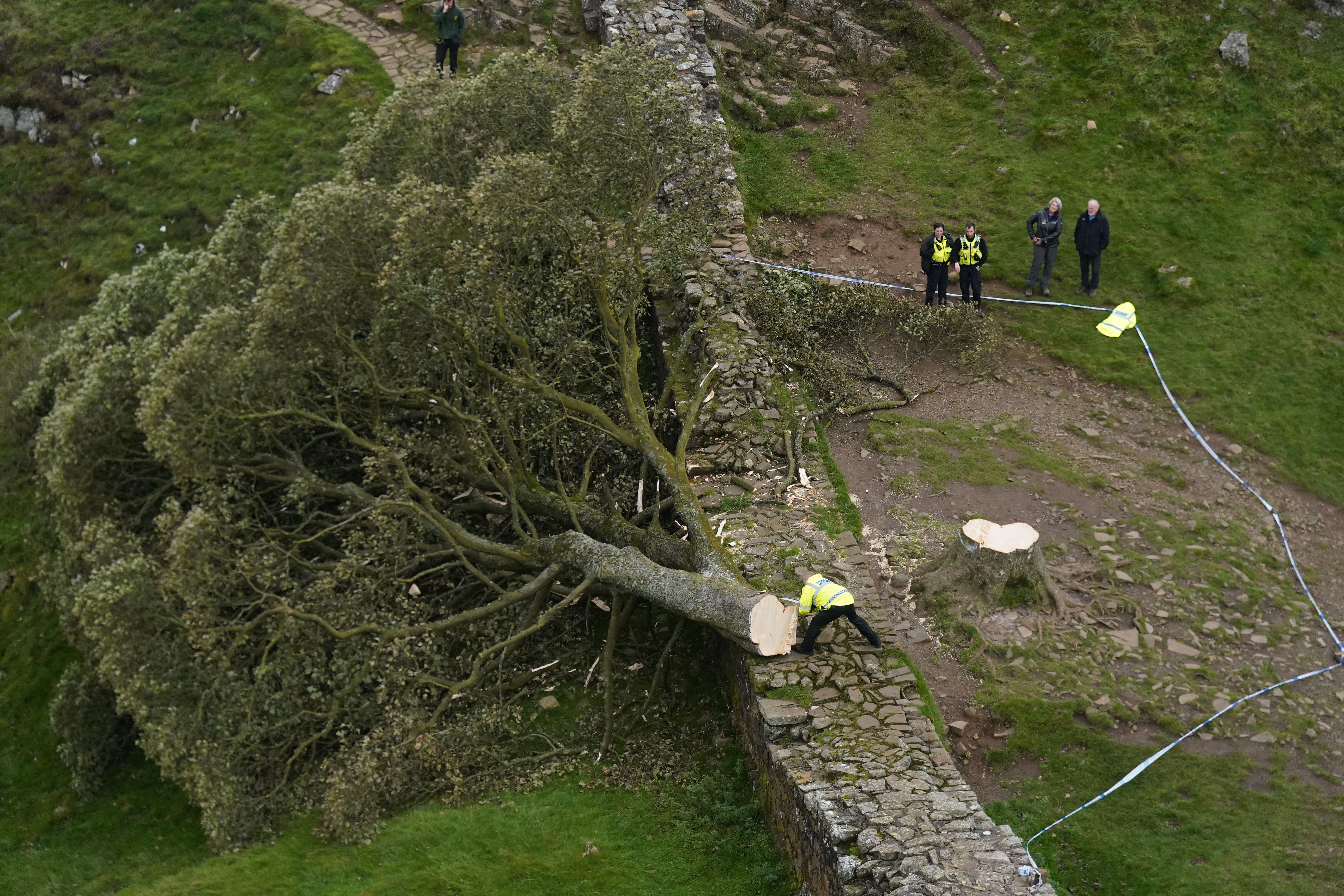 Conservationists are calling for more protection for special trees (Owen Humphreys/PA)