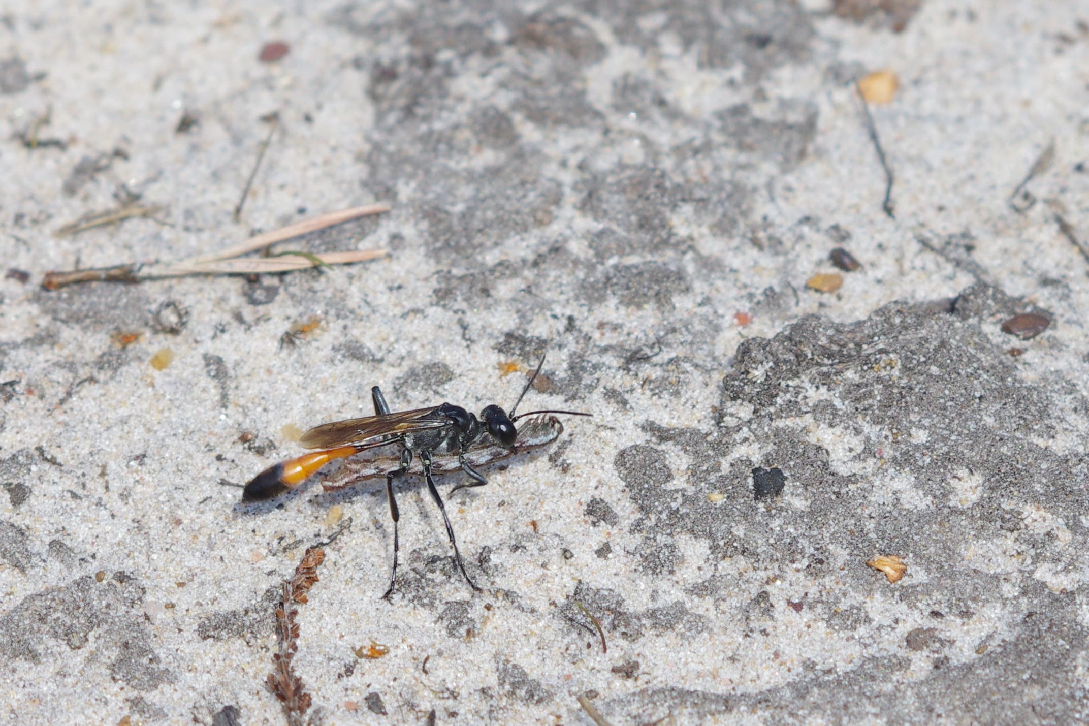 A female wasp carrying a prey caterpillar (Professor Jeremy Field/University of Exeter/PA)