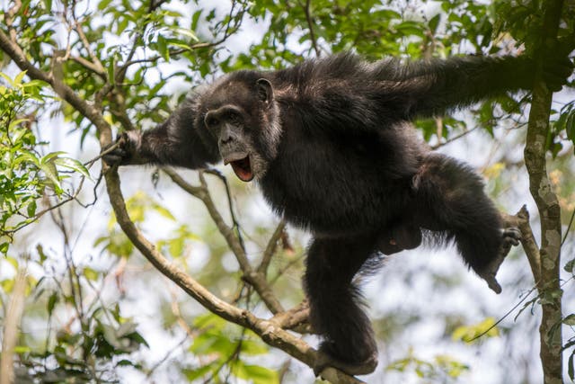<p>Chimpanzee Drumming</p>