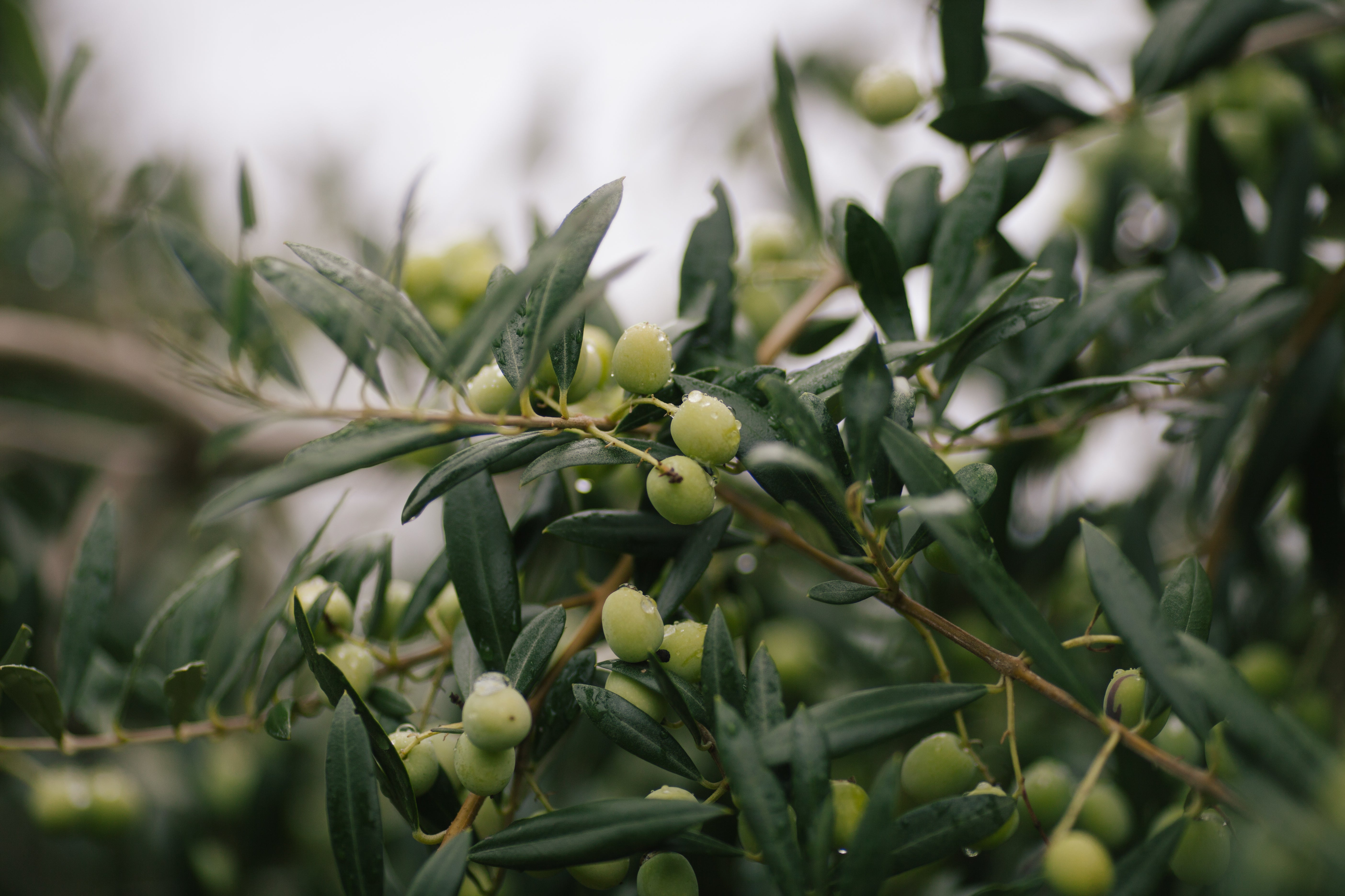 <p>Trees found in the Mediterranean - like olive, pictured - will be more common in the UK in the future</p>