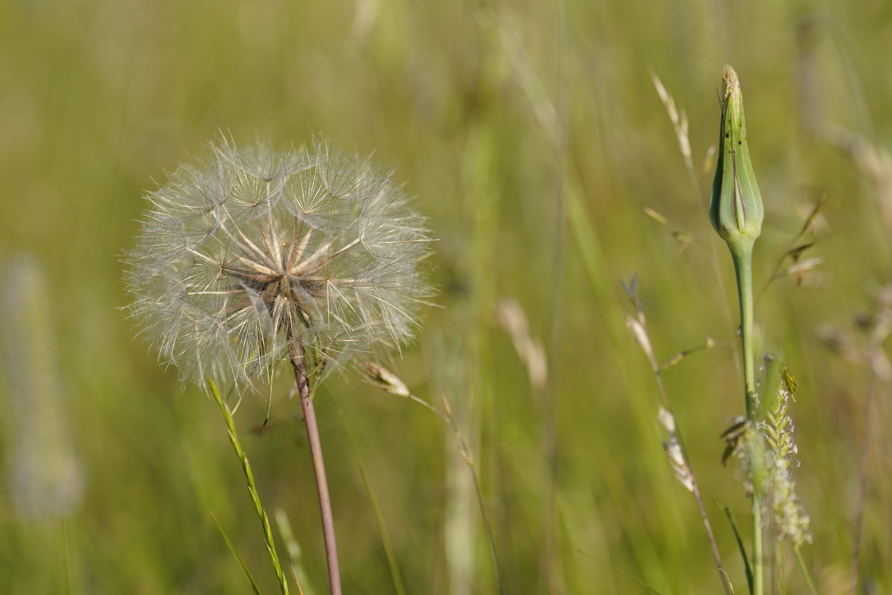 Climate change and pollution have lengthened and intensified pollen seasons