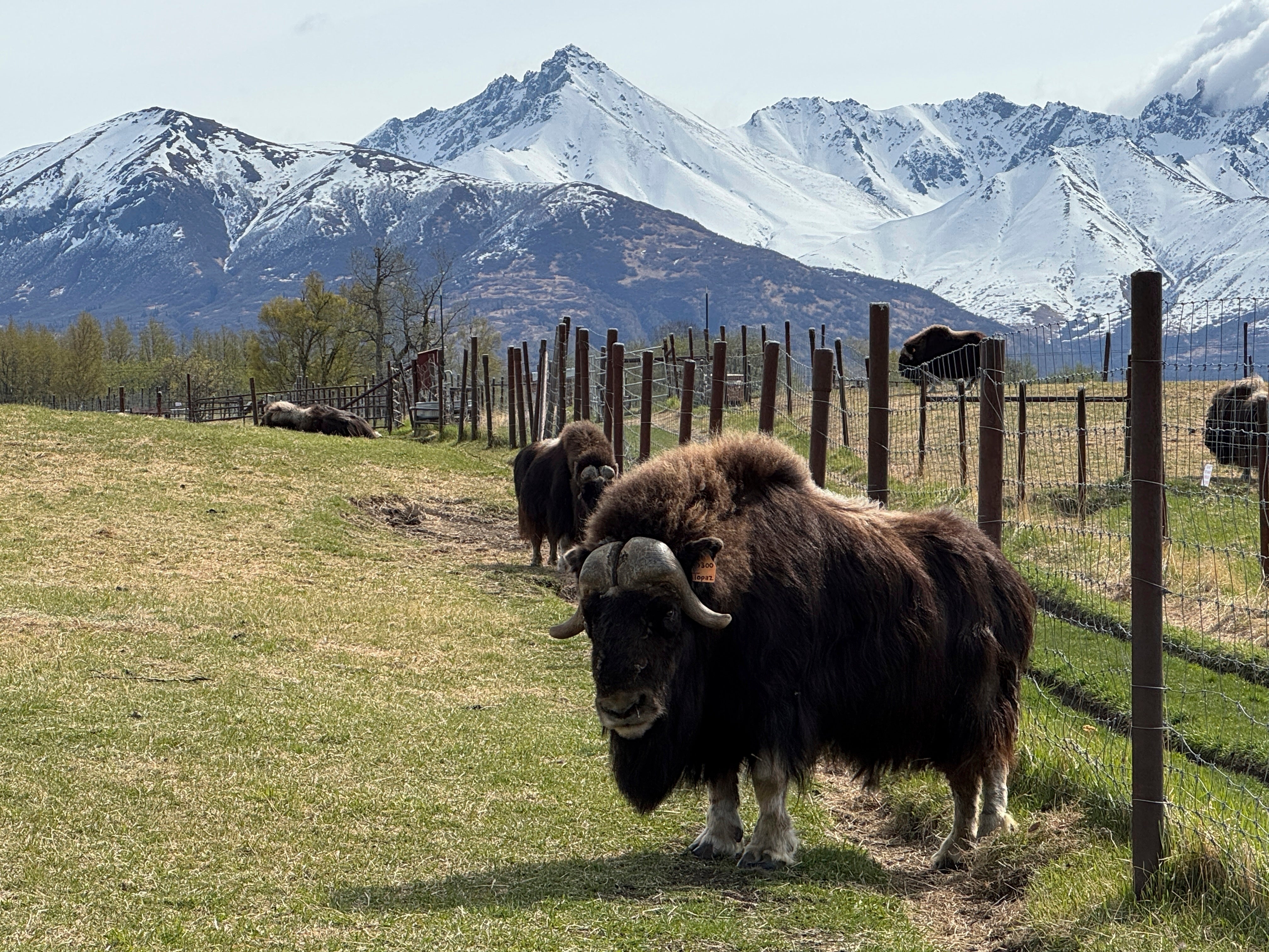 Mother's Day Alaska Musk Oxen