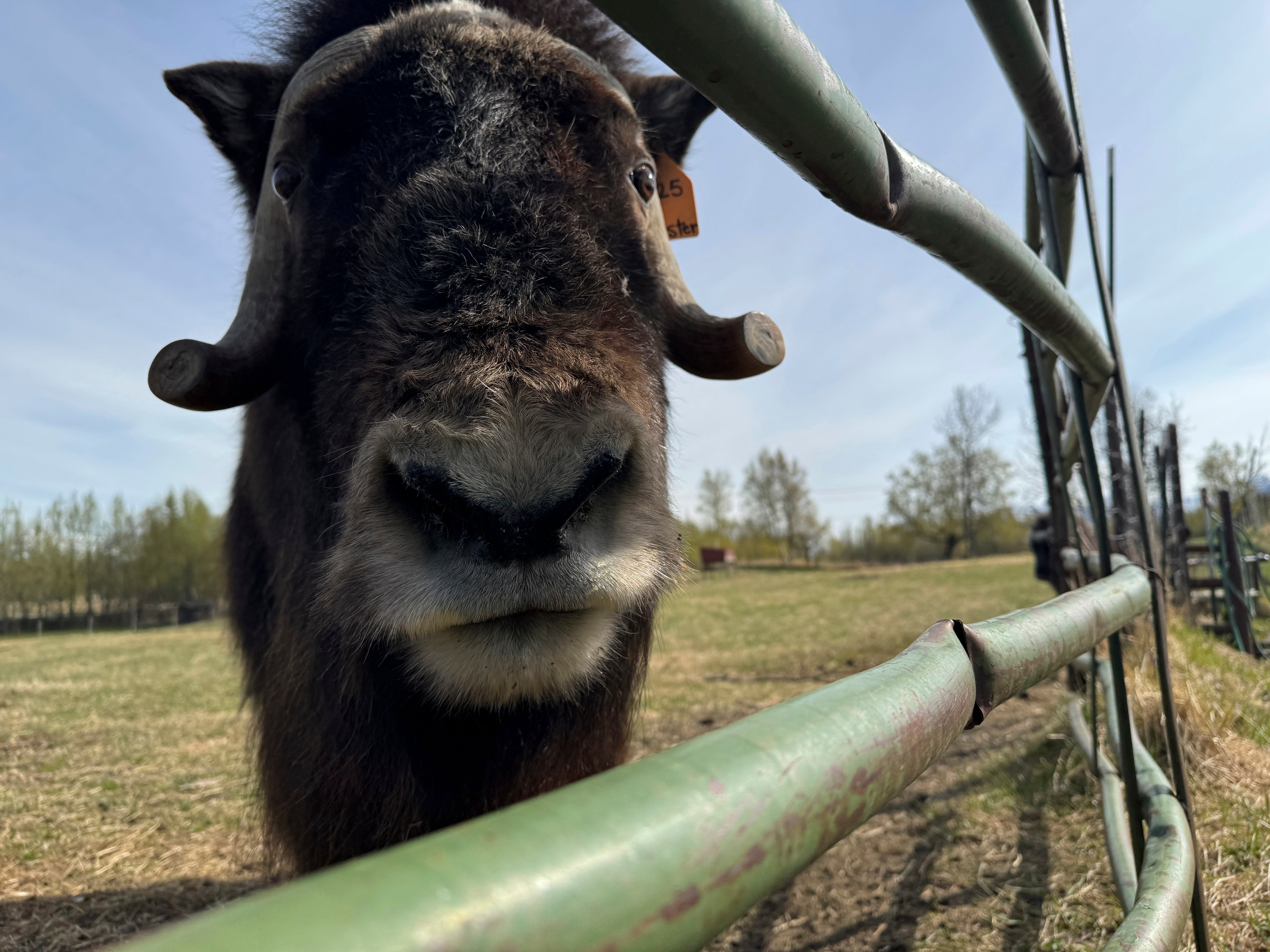 Mother's Day Alaska Musk Oxen