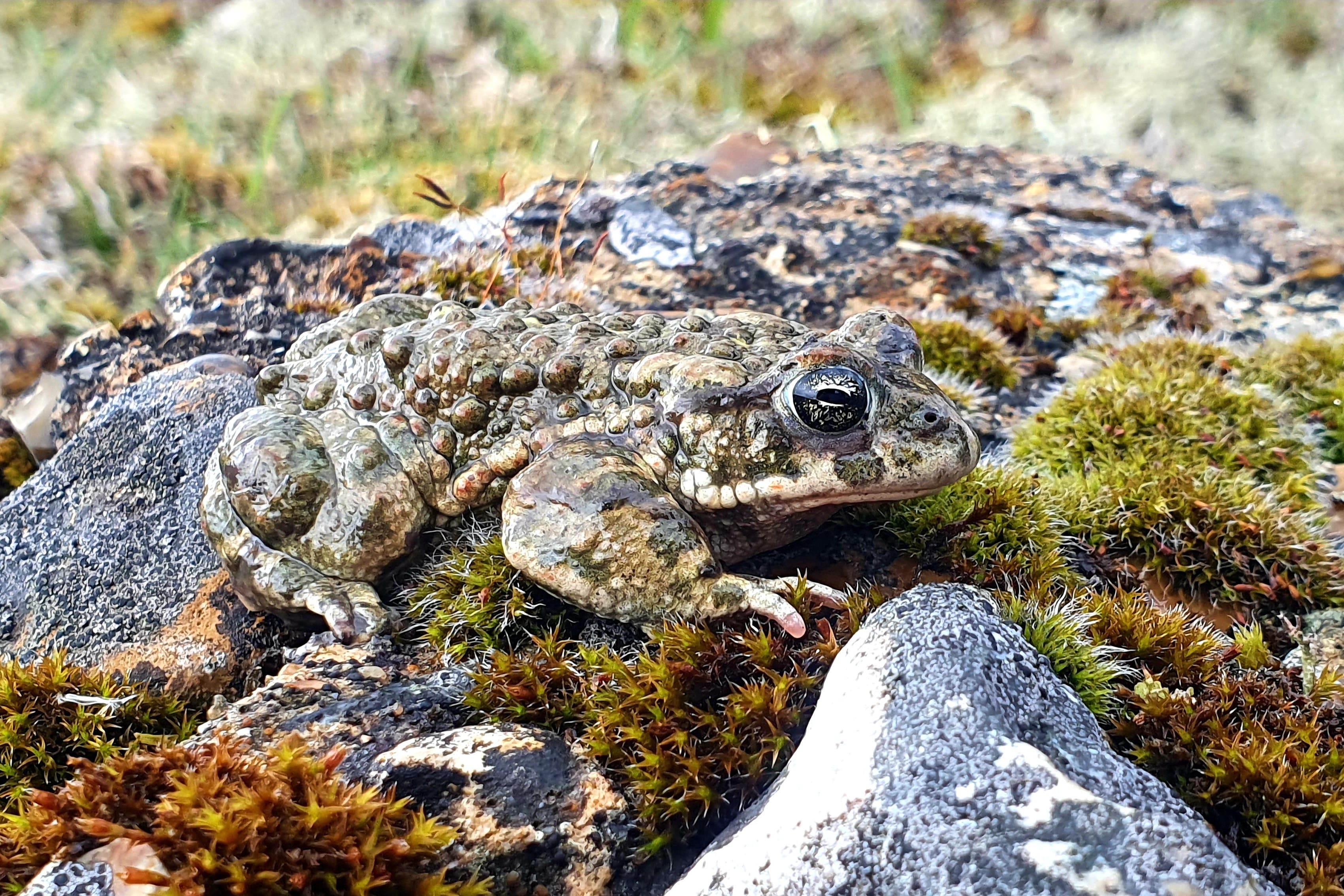 A natterjack toad on South Downs heathland (Steph Horn/PA)