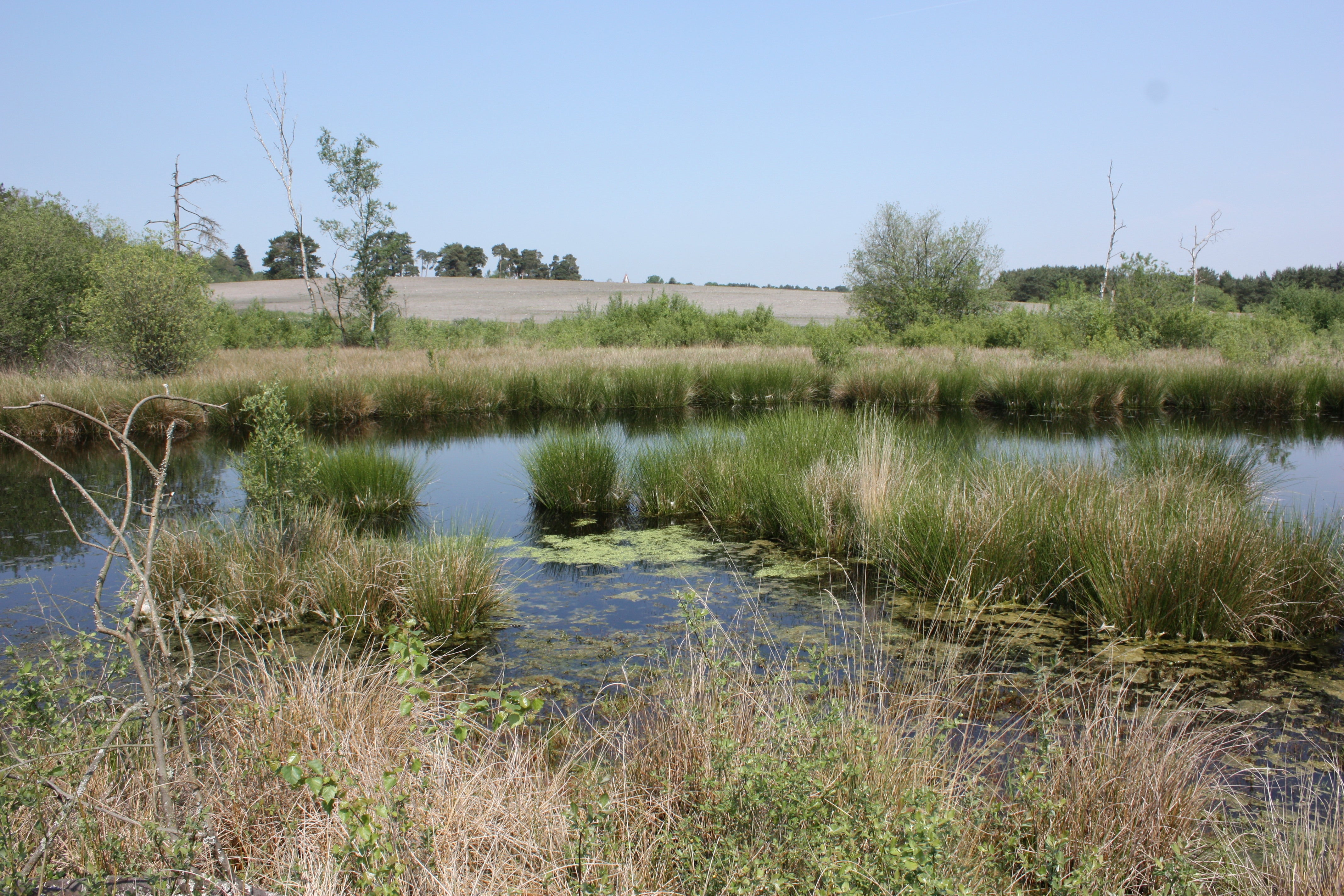 Some 28 toadlets have been counted at the Blackmoor Estate (Jonathan Mycock/PA)