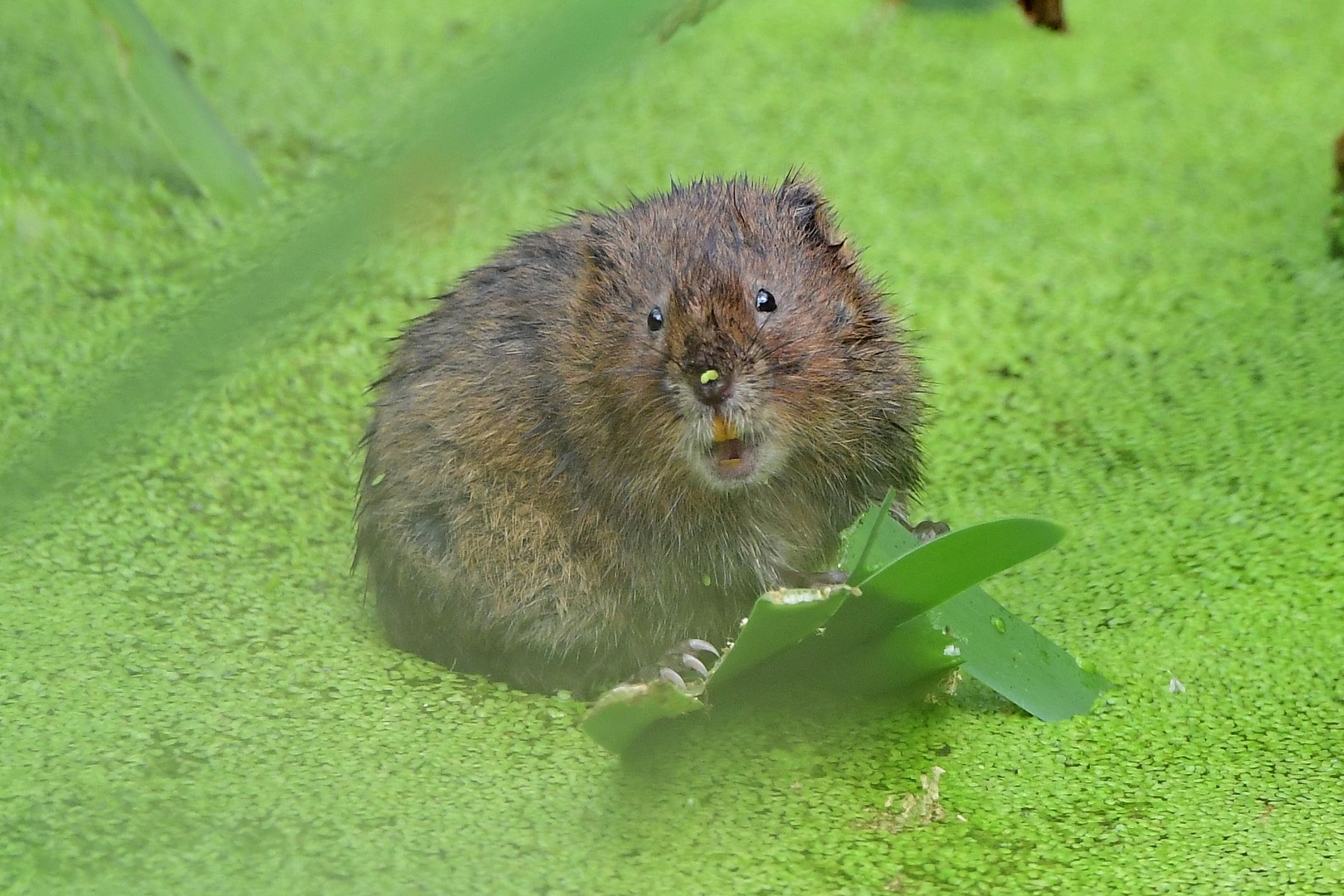 Water voles are among the species under threat (Ian West/PA)