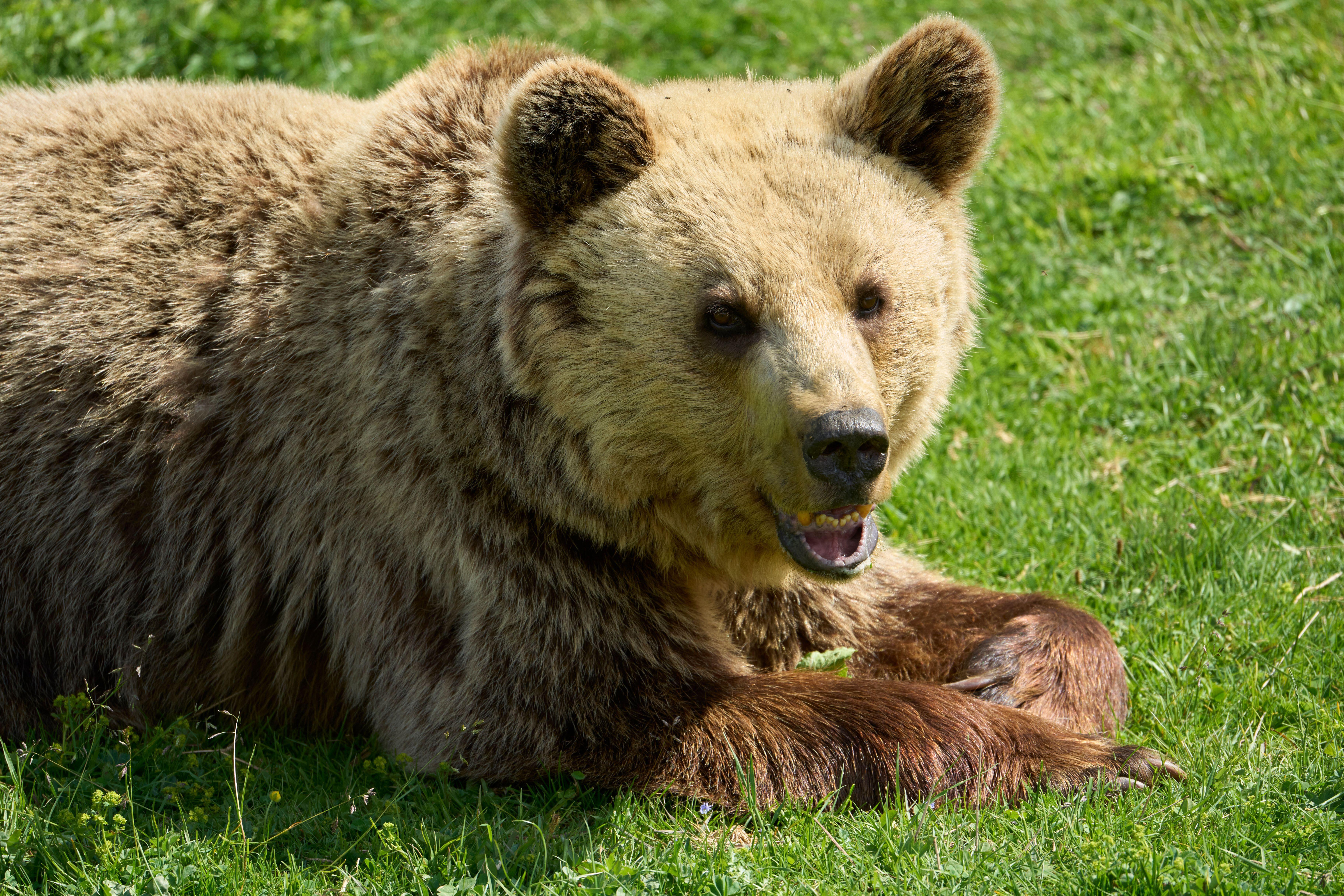 A brown bear in a bear sanctuary in Arosa, Switzerland
