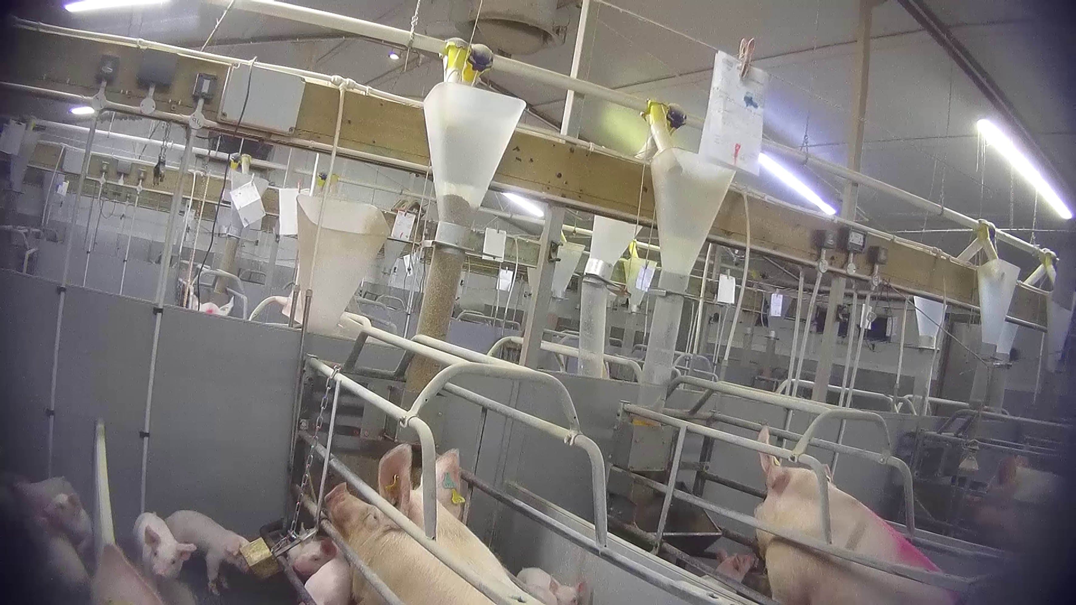 A handout photo issued by Animal Justice Project of sows and piglets at British meat producer Cranswick's Northmoor Farm