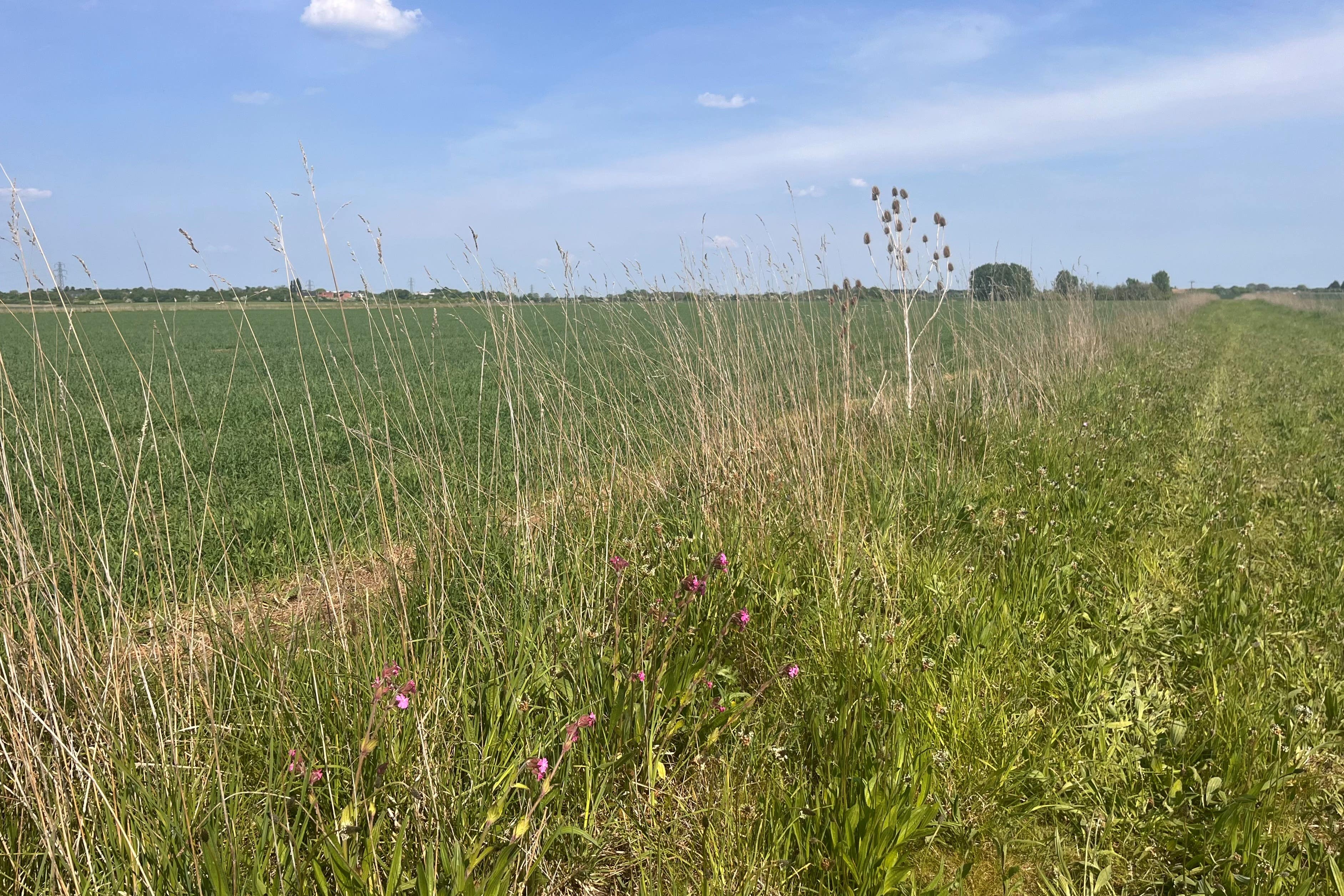 In-field flower rich strips, one of the actions farmers could be paid for under SFI (Emily Beament/PA)