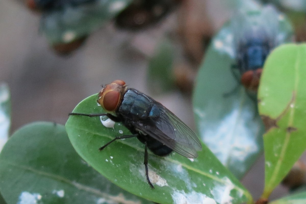 A flesh-eating fly is spreading. It can infest humans and their pets