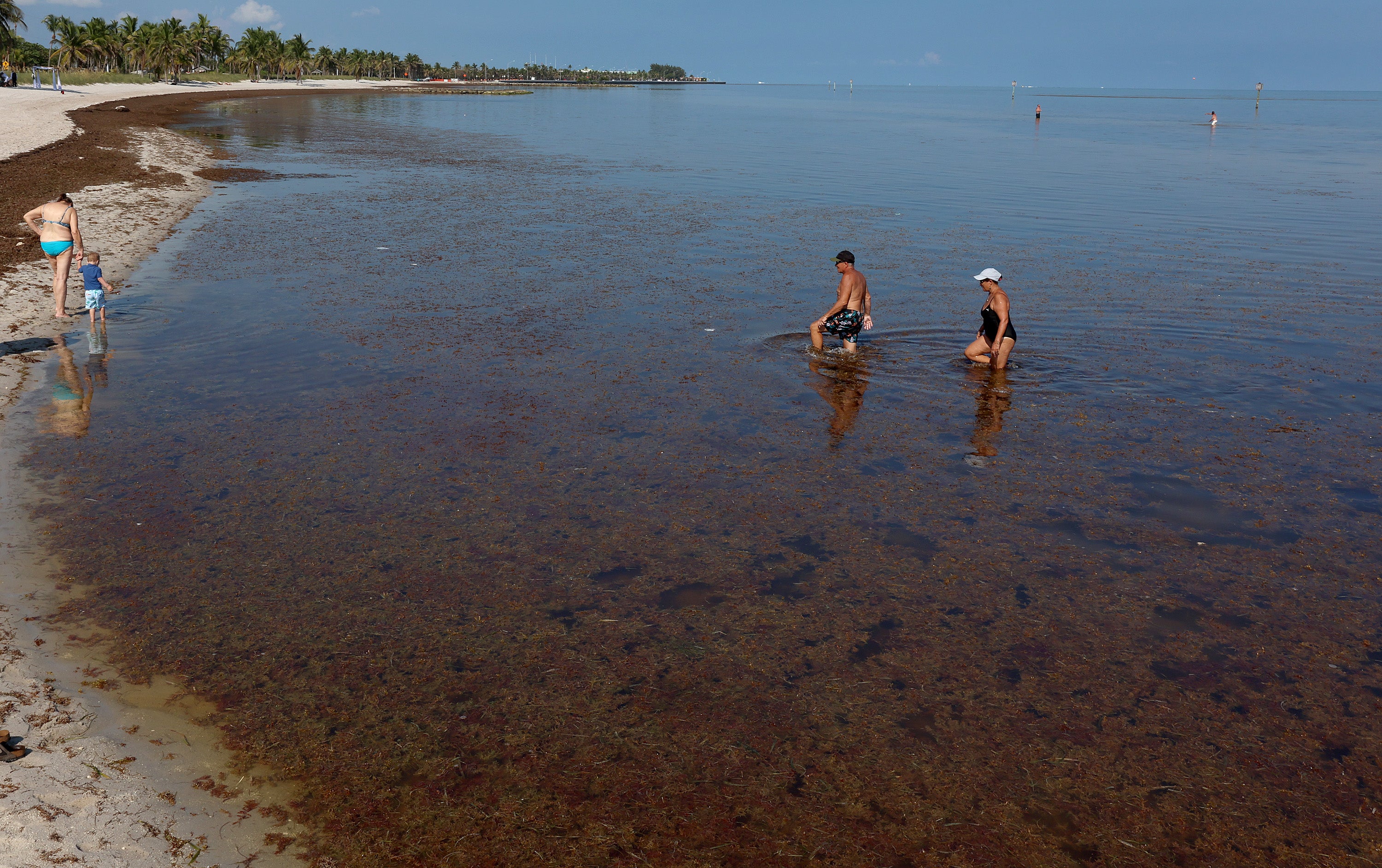 Researchers say there are record levels of the irritating brown seaweed sargassum this year. The algae washes up on Florida shores in the spring and summer