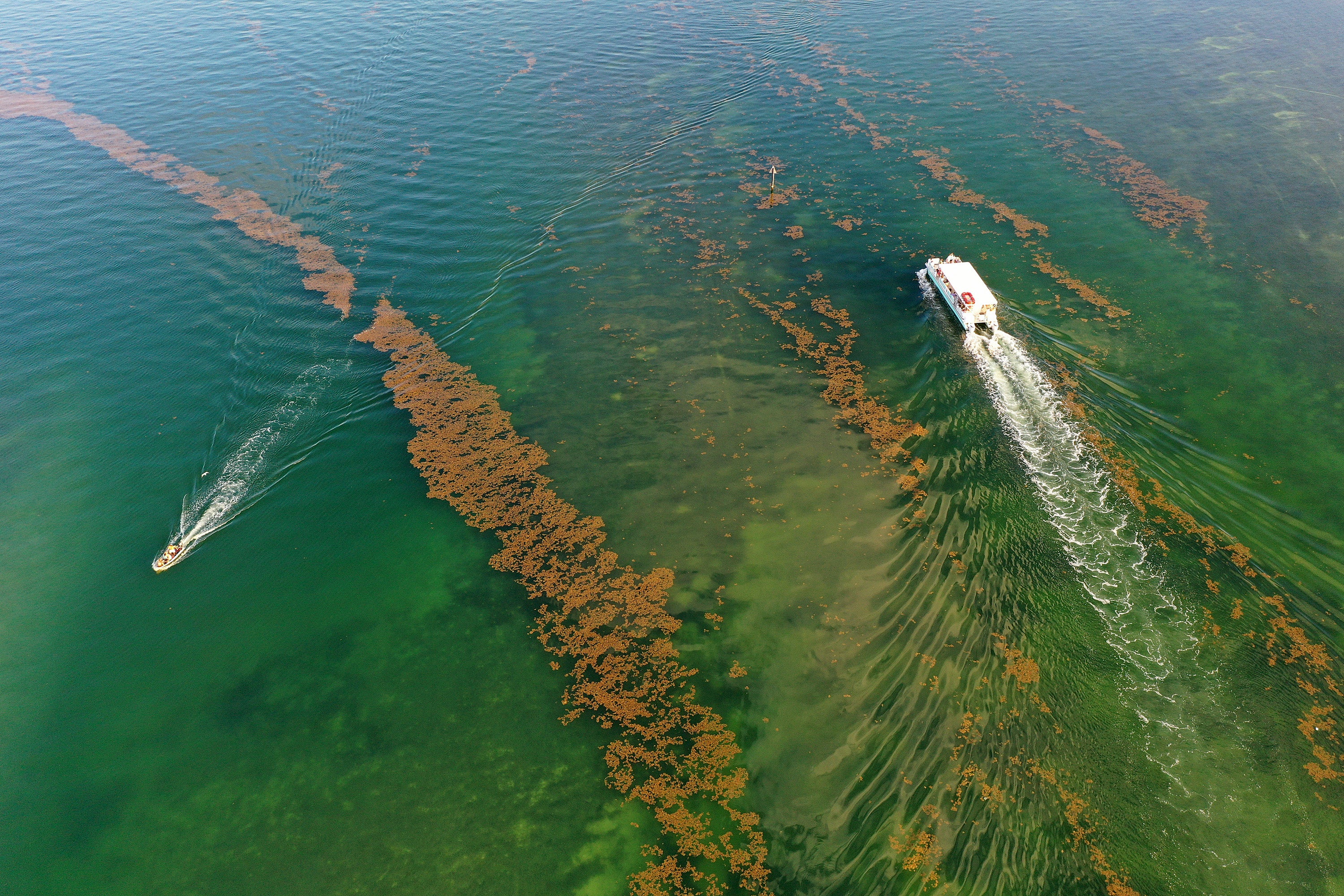 Hydrogen sulfide produced by rotting sargassum can irritate the eyes and nose. People in the area with respiratory issues may have trouble breathing