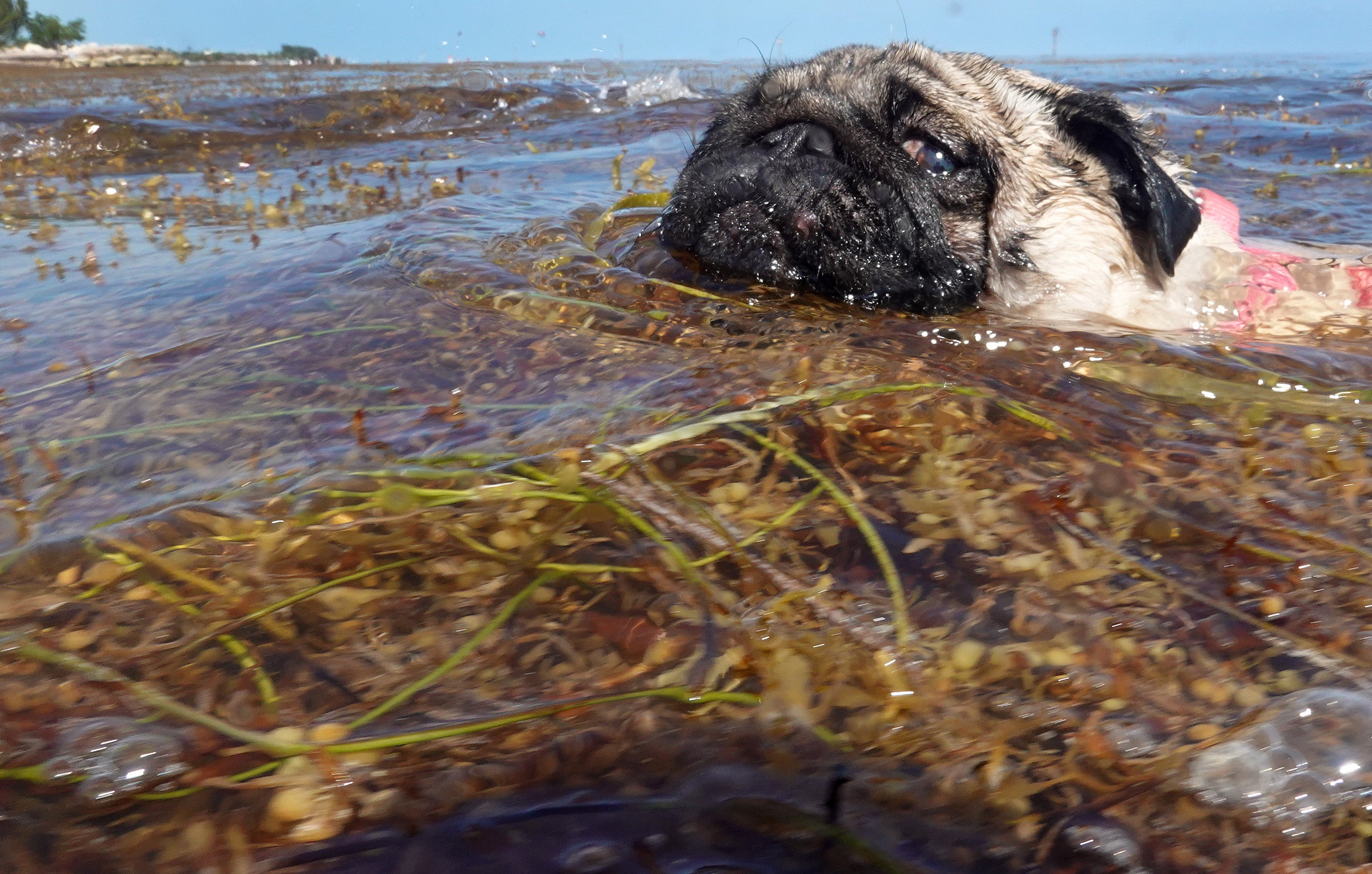 Brown tides can interrupt beach ecosystems. Touching sargassum blooms doesn’t harm pets, but the organisms that live inside them can