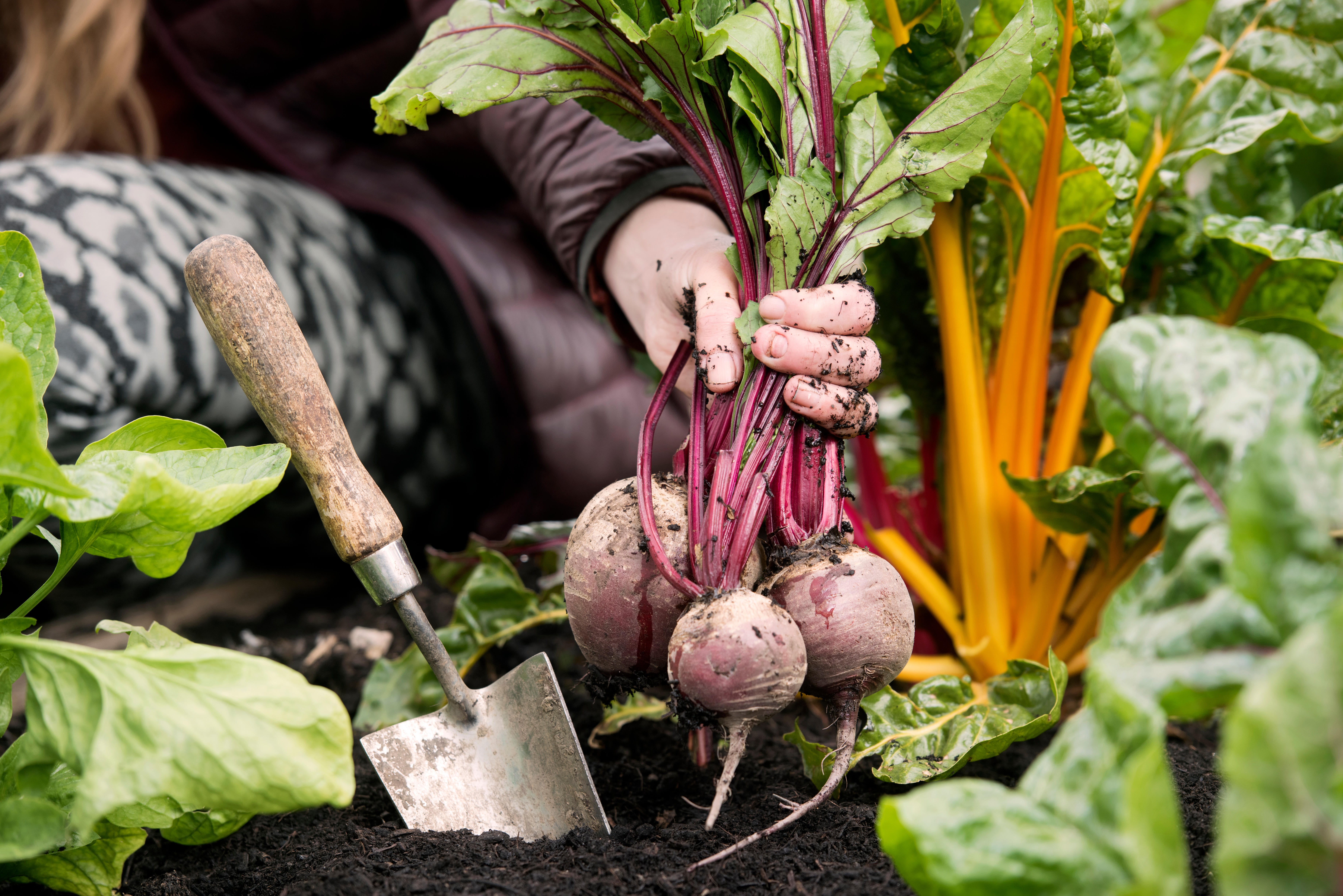 Beetroot foliage is edible, and delicious