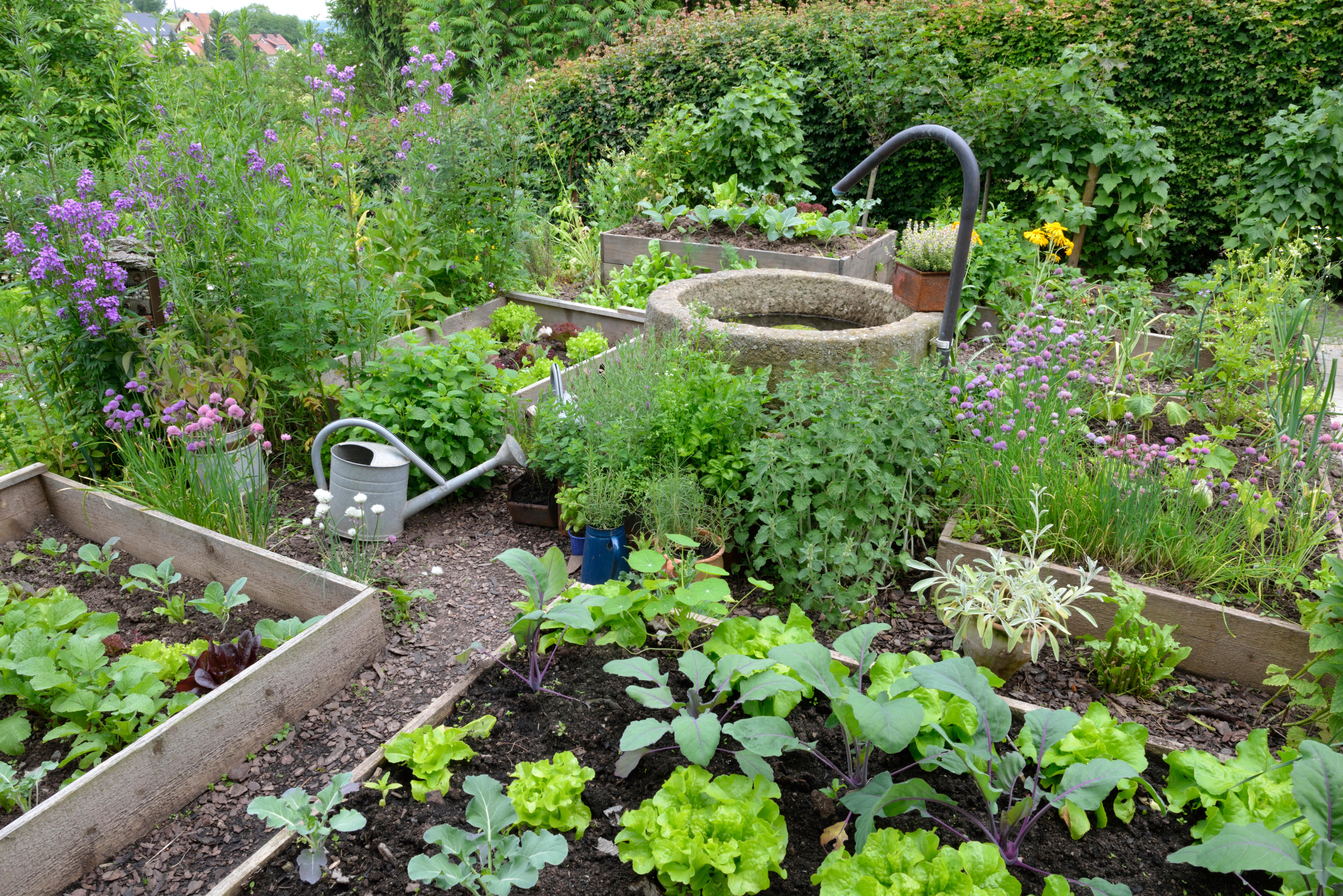 Getting carried away and planting too many vegetables is a common mistake