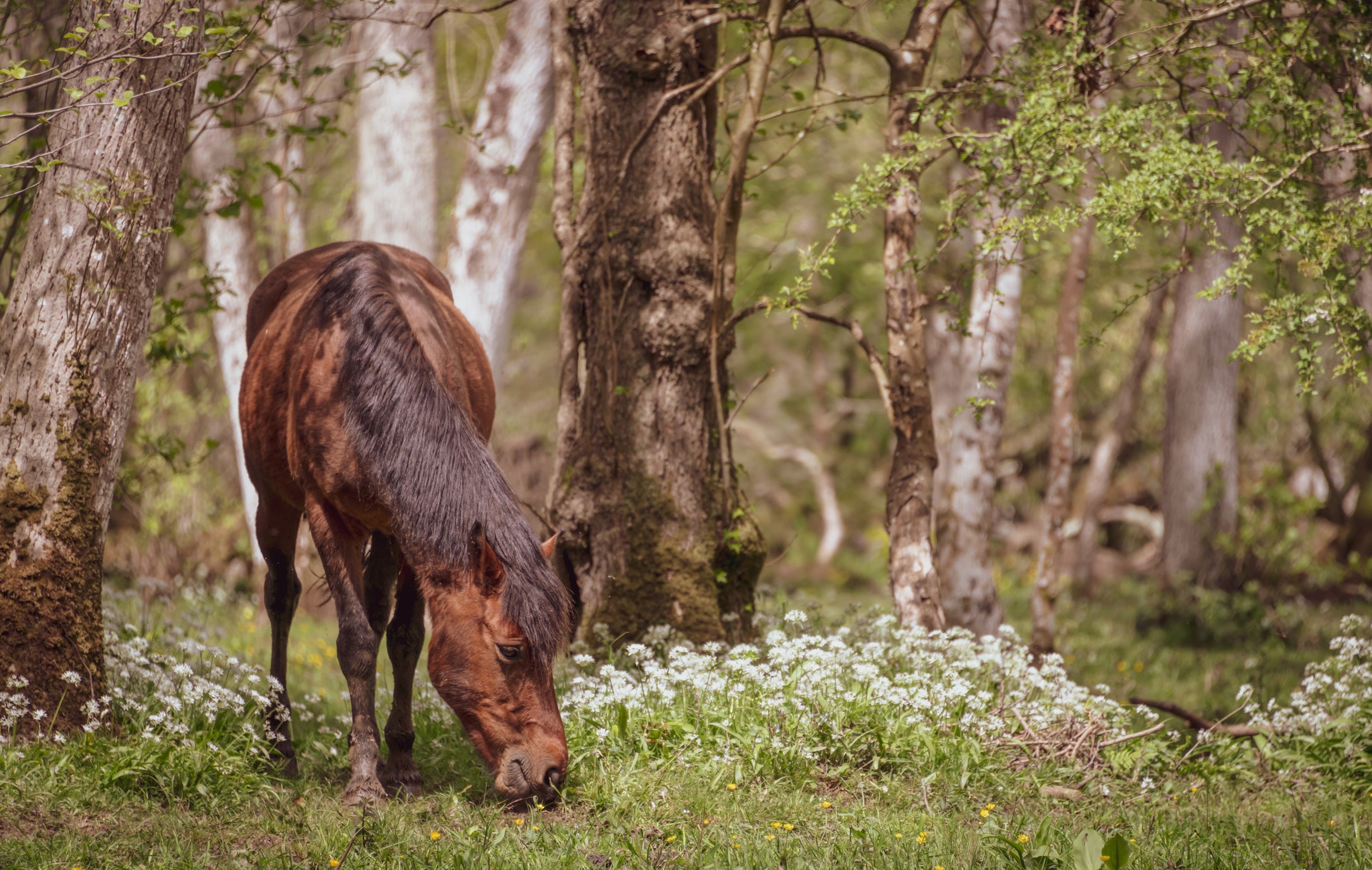 There is already a £200 fine for feeding New Forest ponies