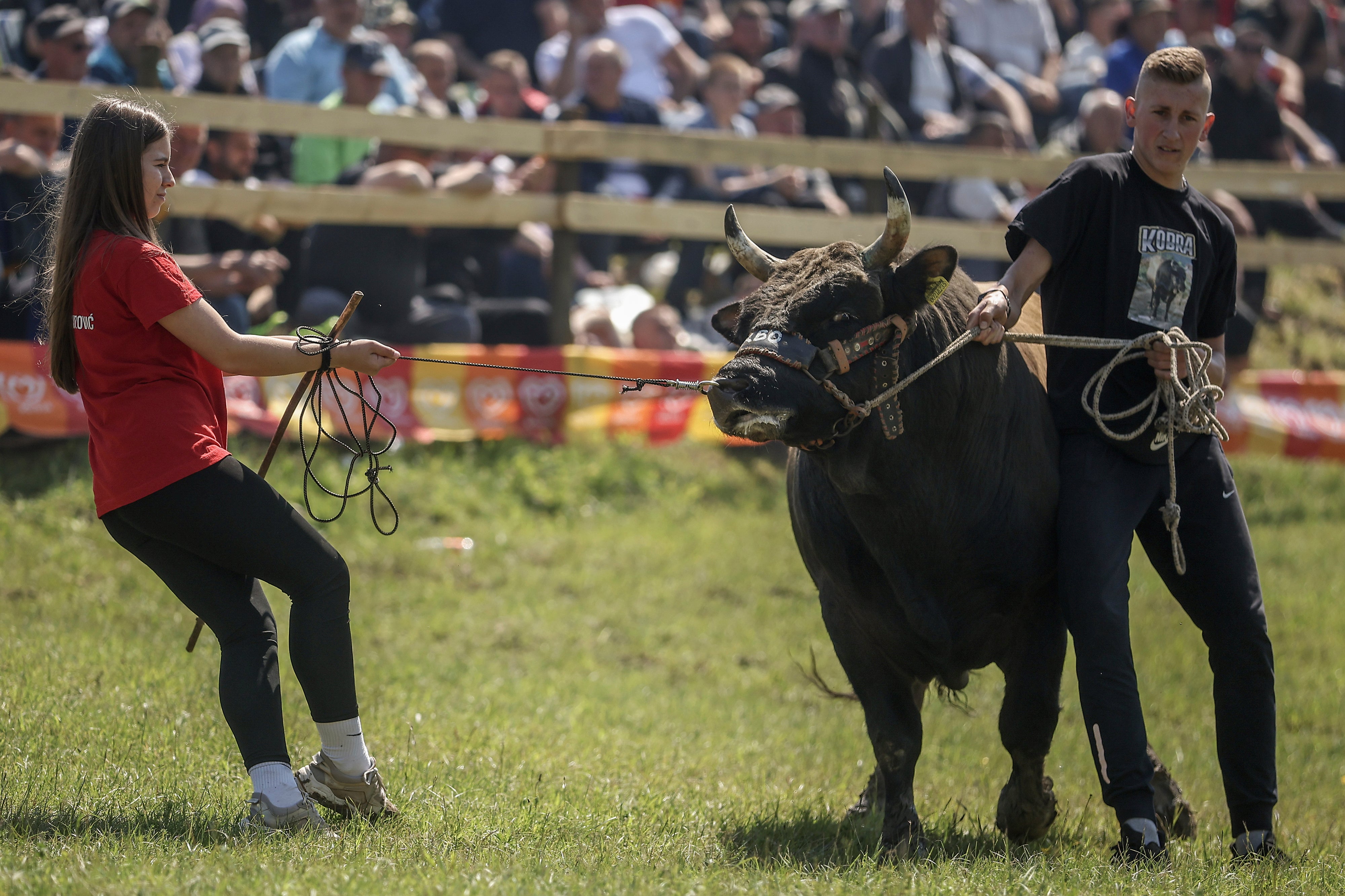 Bosnia Bullfighting Girl