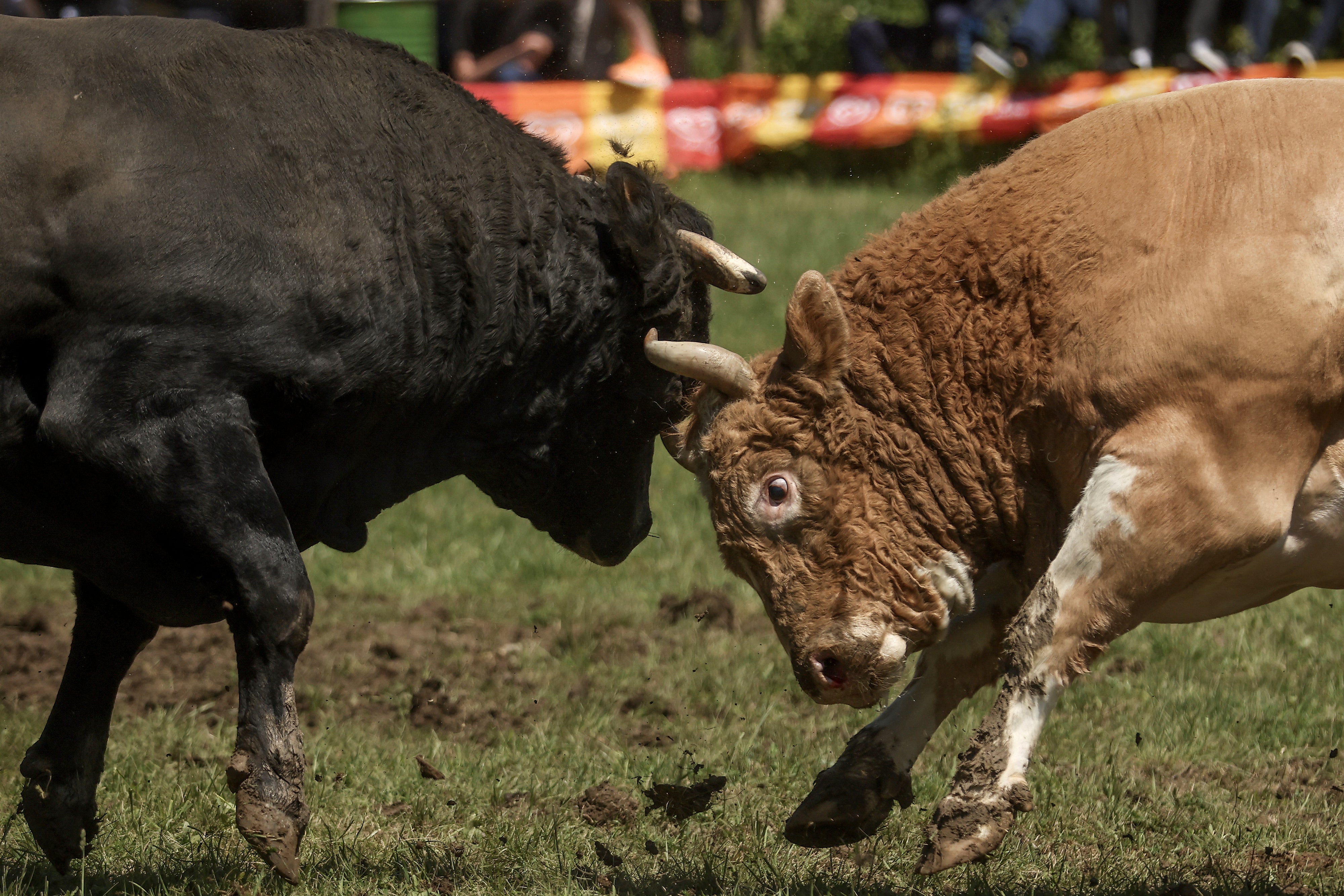 Bosnia Bullfighting Girl