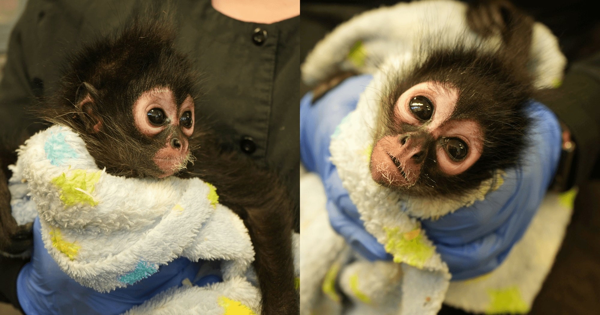 Baby spider monkey Violeta was recently rescued by the Solano County Sheriff’s Office and the Oakland Zoo. She is being taken care of until they can find her a new home