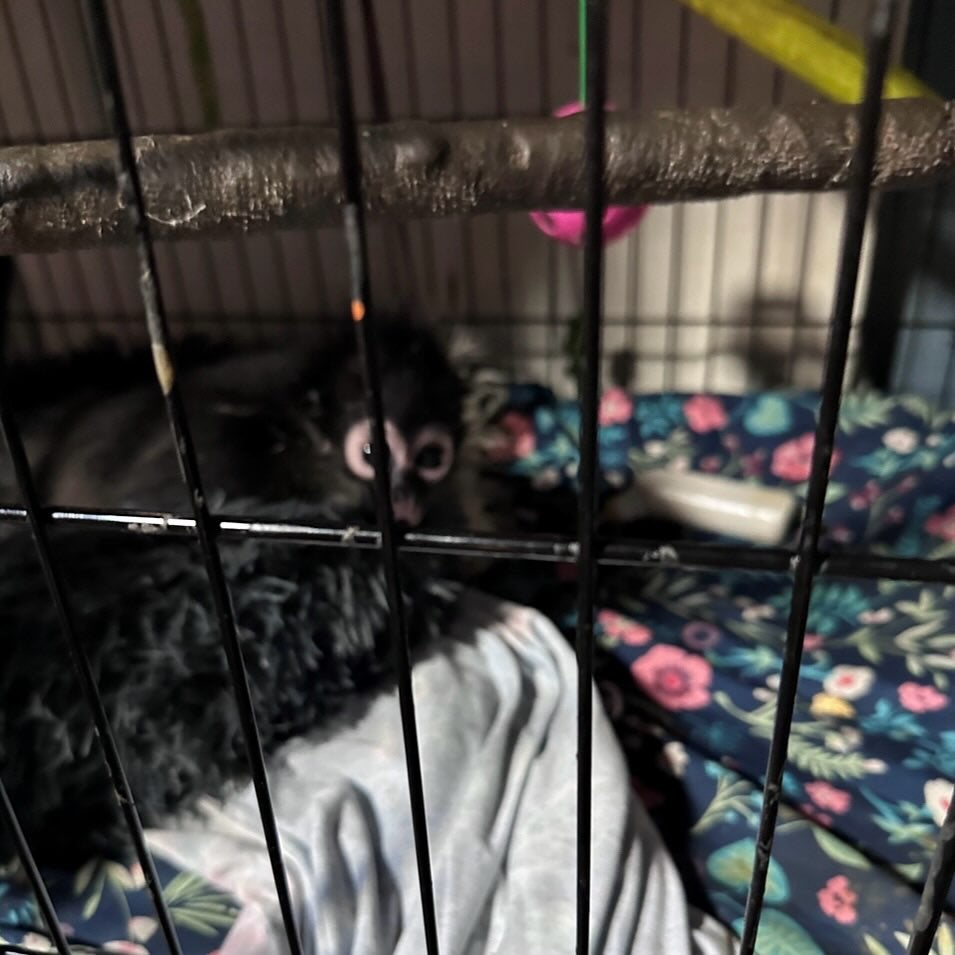 Spider monkeys are one of the world’s most trafficked animals. They are also threatened by habitat degradation and hunting