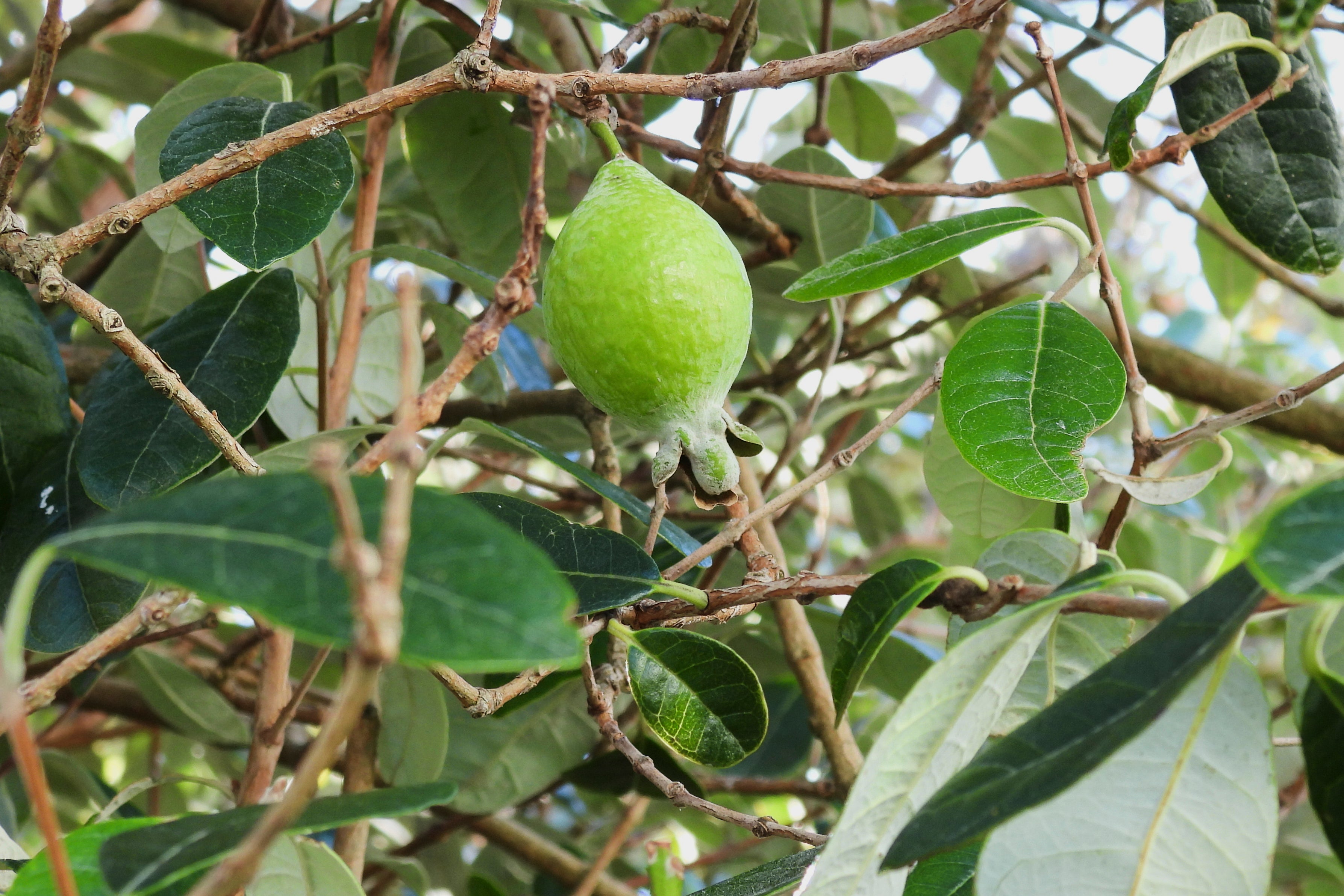 New Zealand Feijoas