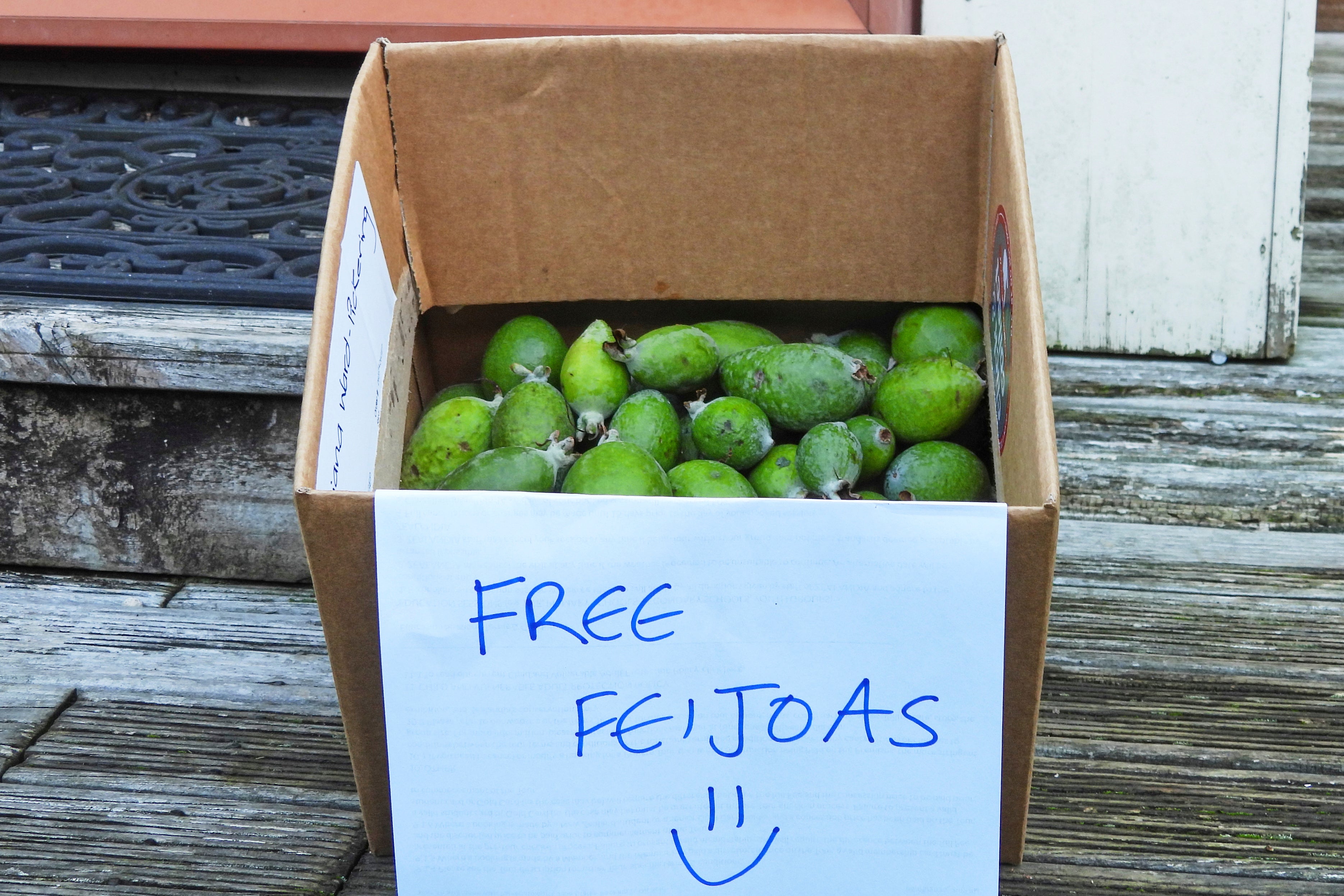 New Zealand Feijoas