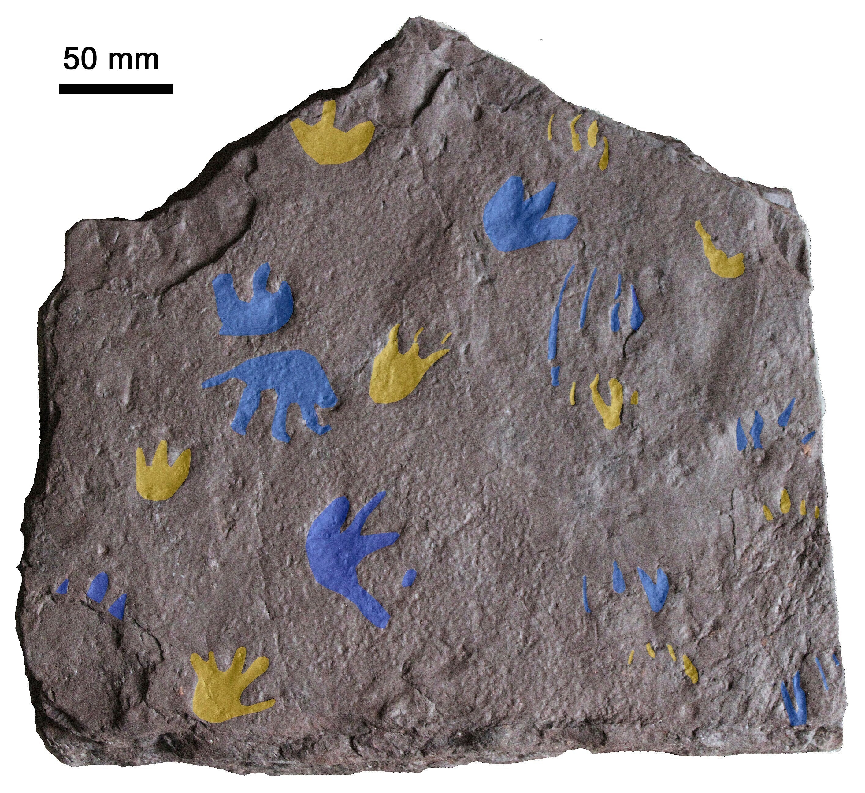 This image provided by Prof. Per Erik Ahlberg shows a slab of sandstone found near Melbourne, Australia preserving fossil footprints from a reptile-like animal that lived around 350 million years ago